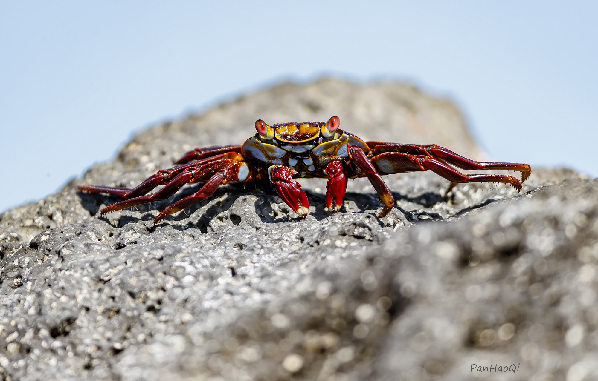 Canon EF 200-400mm F4L IS USM Extender 1.4x sample photo. Sally lightfoot crab, shoot at galapagos photography