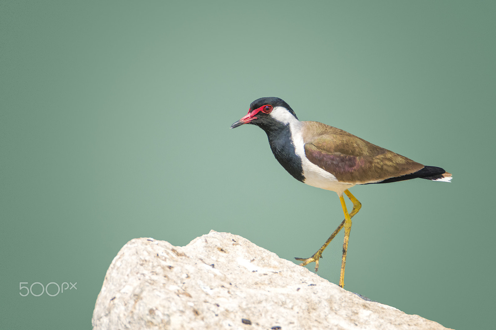 Nikon D7200 sample photo. Red watted photography