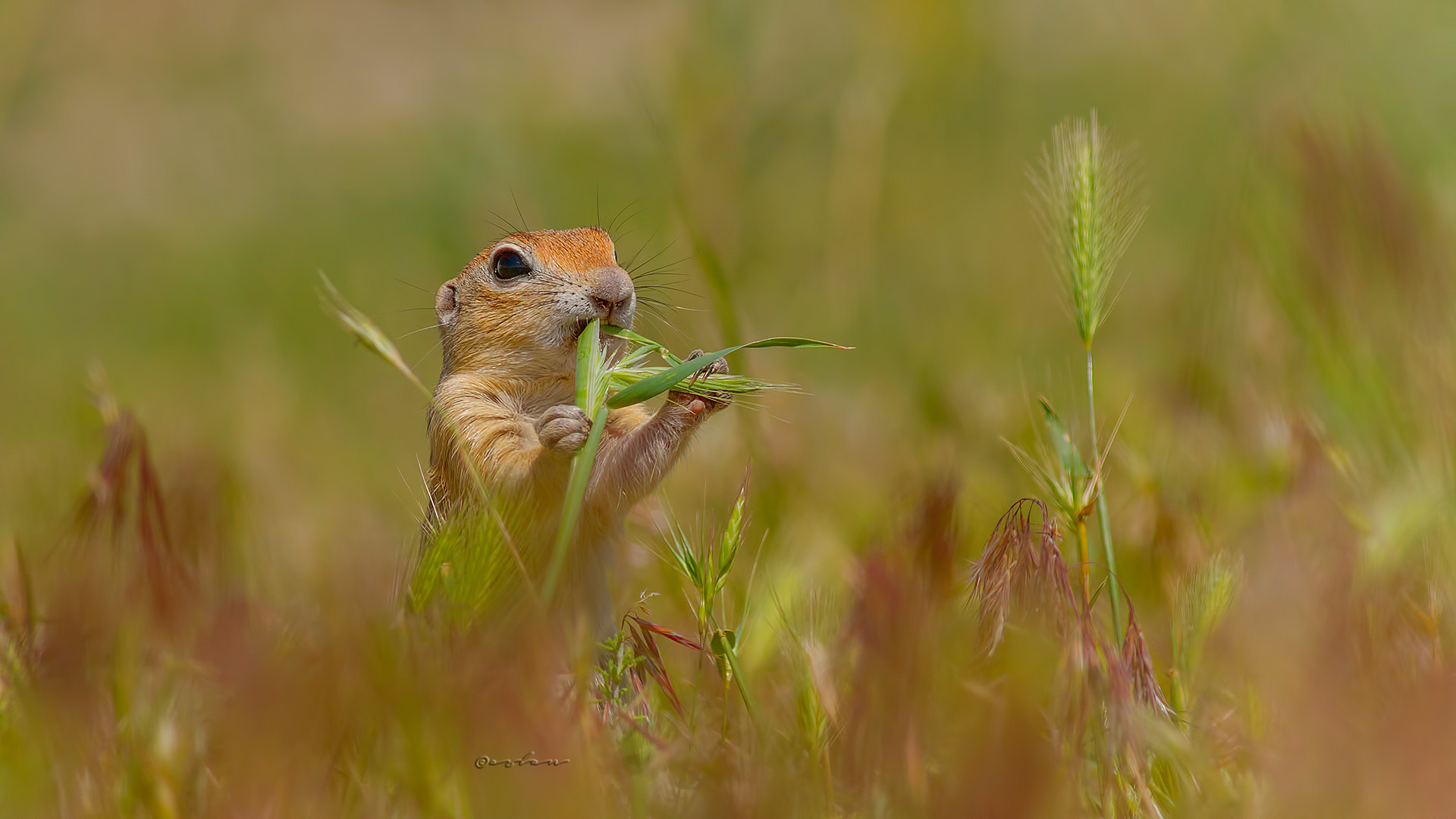 Canon EOS 7D + Canon EF 400mm F5.6L USM sample photo. Gelengi photography