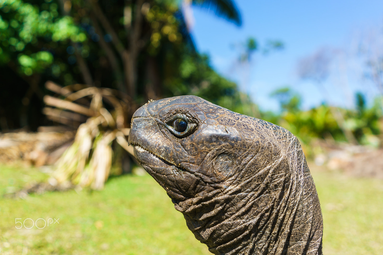 Sony a7R II + Sony FE 28mm F2 sample photo. Giant tortoise (100-200 year old) photography