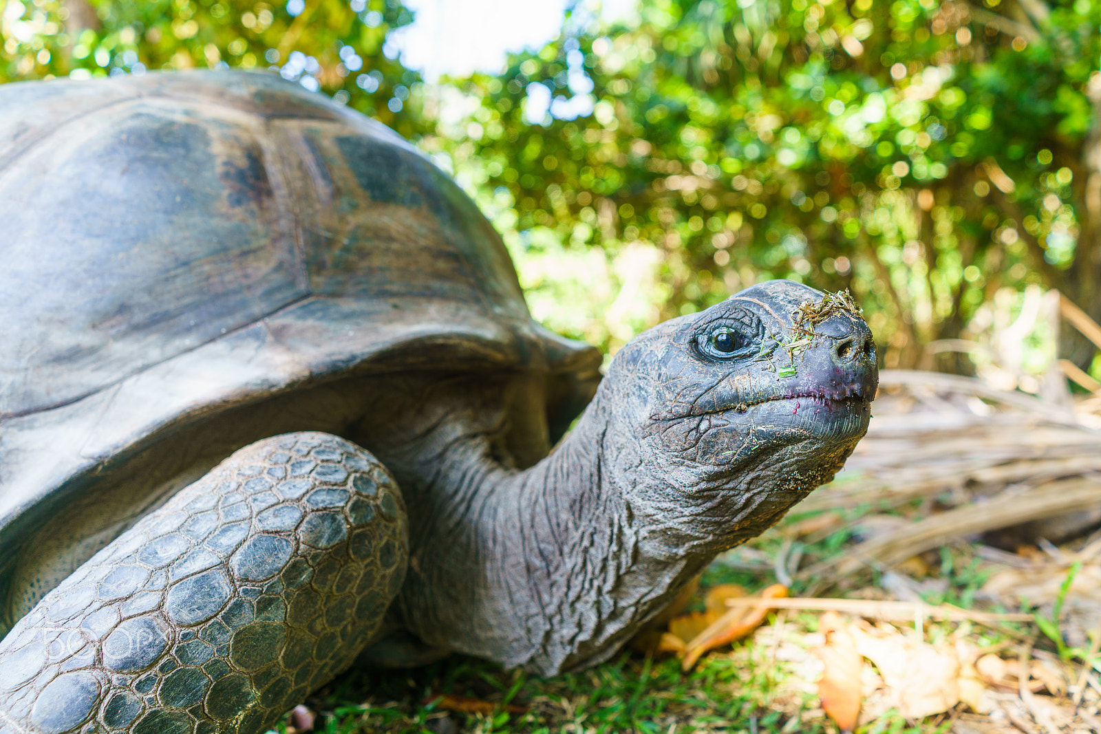 Sony a7R II + Sony FE 28mm F2 sample photo. Giant tortoise (100-200 year old) photography