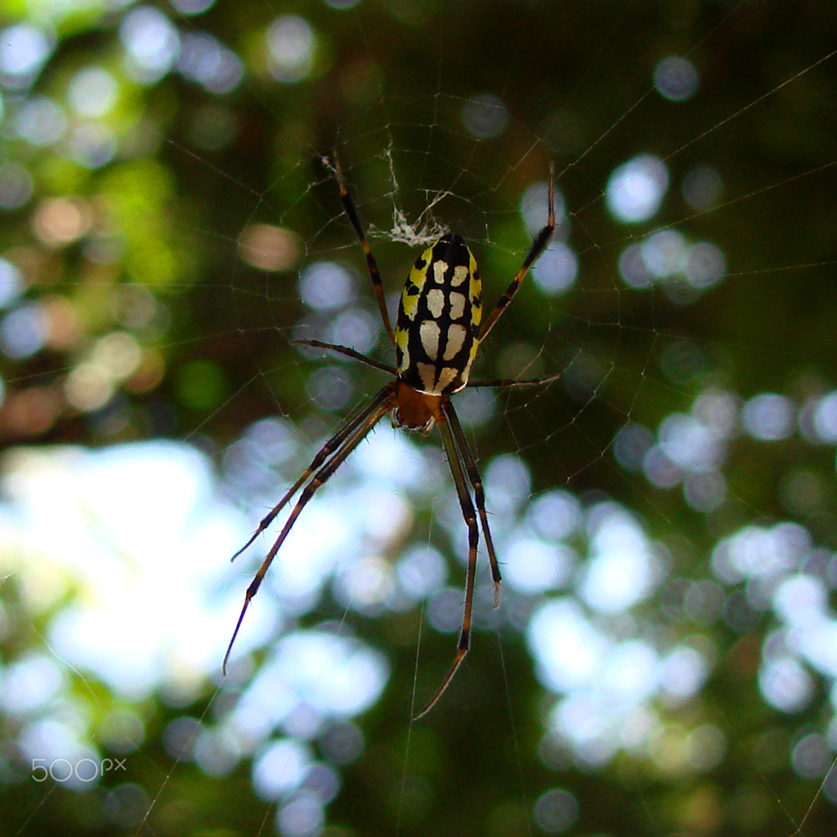 Sony DSC-H5 sample photo. Writing spider (aka black & yellow garden spider) photography