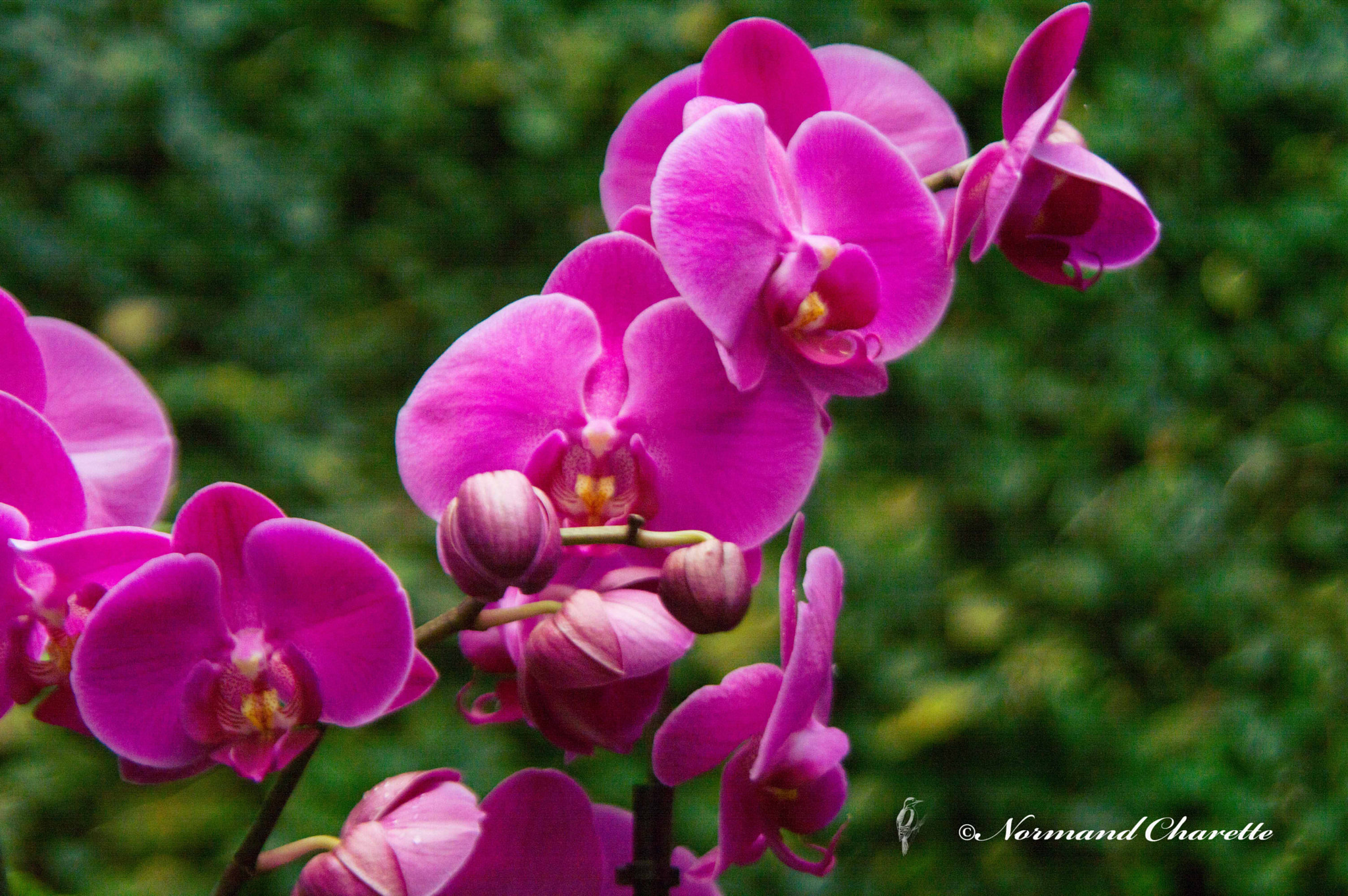 Nikon D3200 + Tamron AF 28-300mm F3.5-6.3 XR Di VC LD Aspherical (IF) Macro sample photo. Orchid photography
