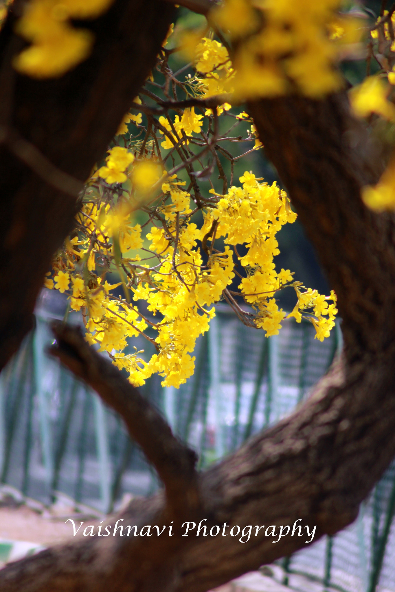 Canon EOS 550D (EOS Rebel T2i / EOS Kiss X4) sample photo. Bengaluru spring photography