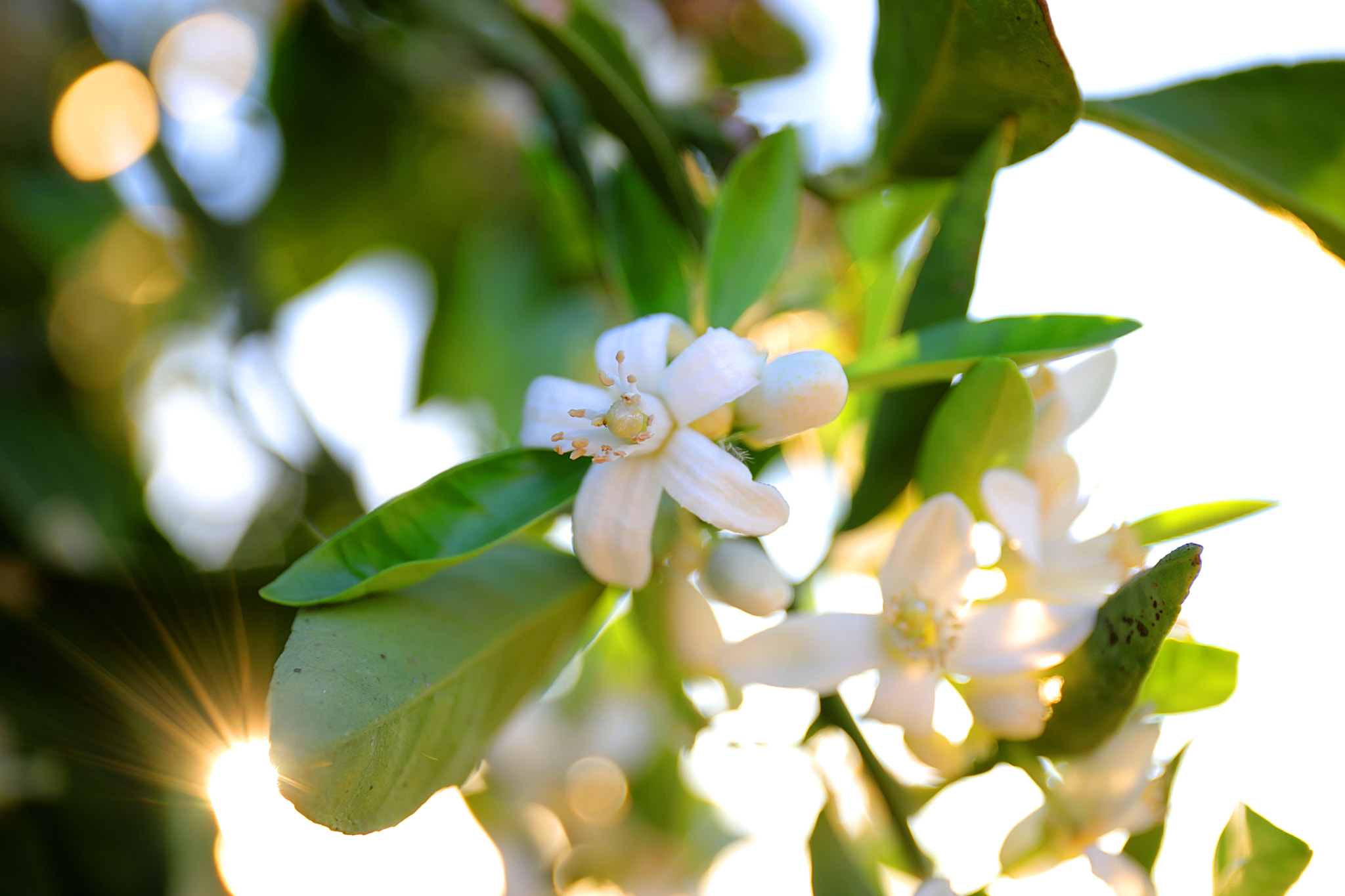 Canon EF 24-70mm F4L IS USM sample photo. Fullsizeoutput ef photography