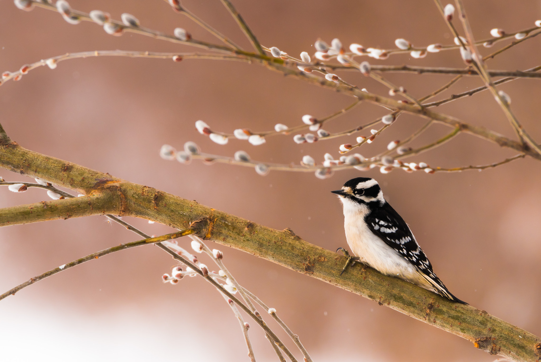 Sigma 150-600mm F5-6.3 DG OS HSM | C sample photo. Heatherhubbard downygirl photography unitedstates photography