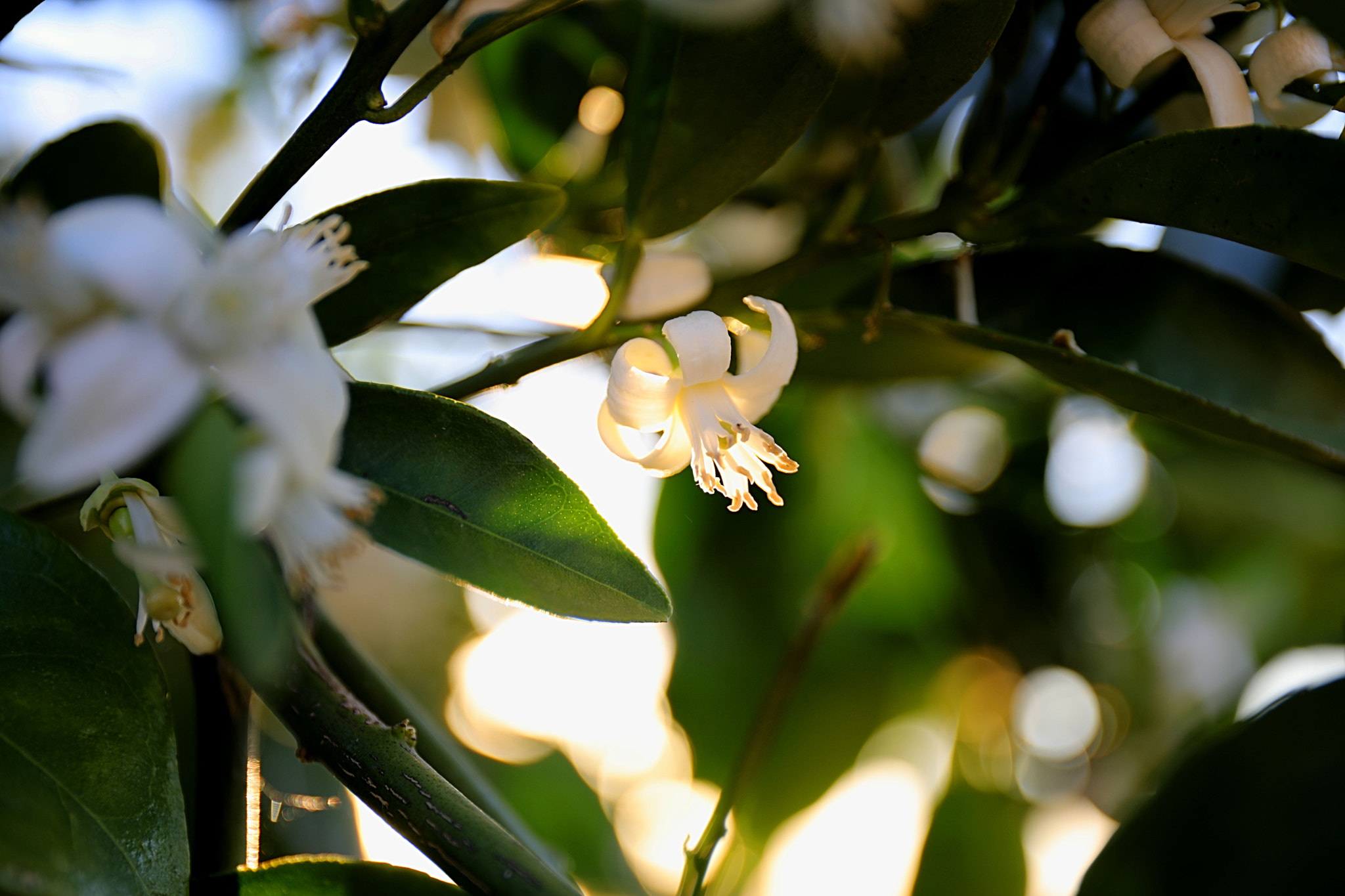 Canon EF 24-70mm F4L IS USM sample photo. Fullsizeoutput e photography