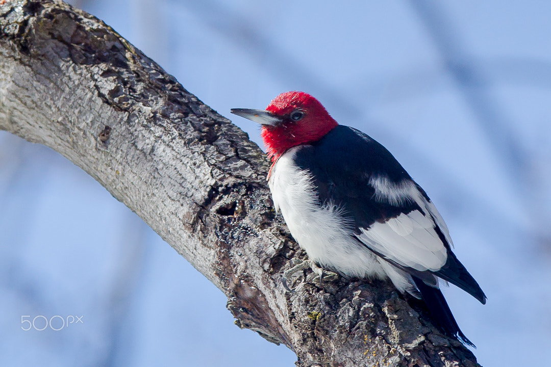 Canon EF 300mm F2.8L IS USM sample photo. Red head / tête rouge photography