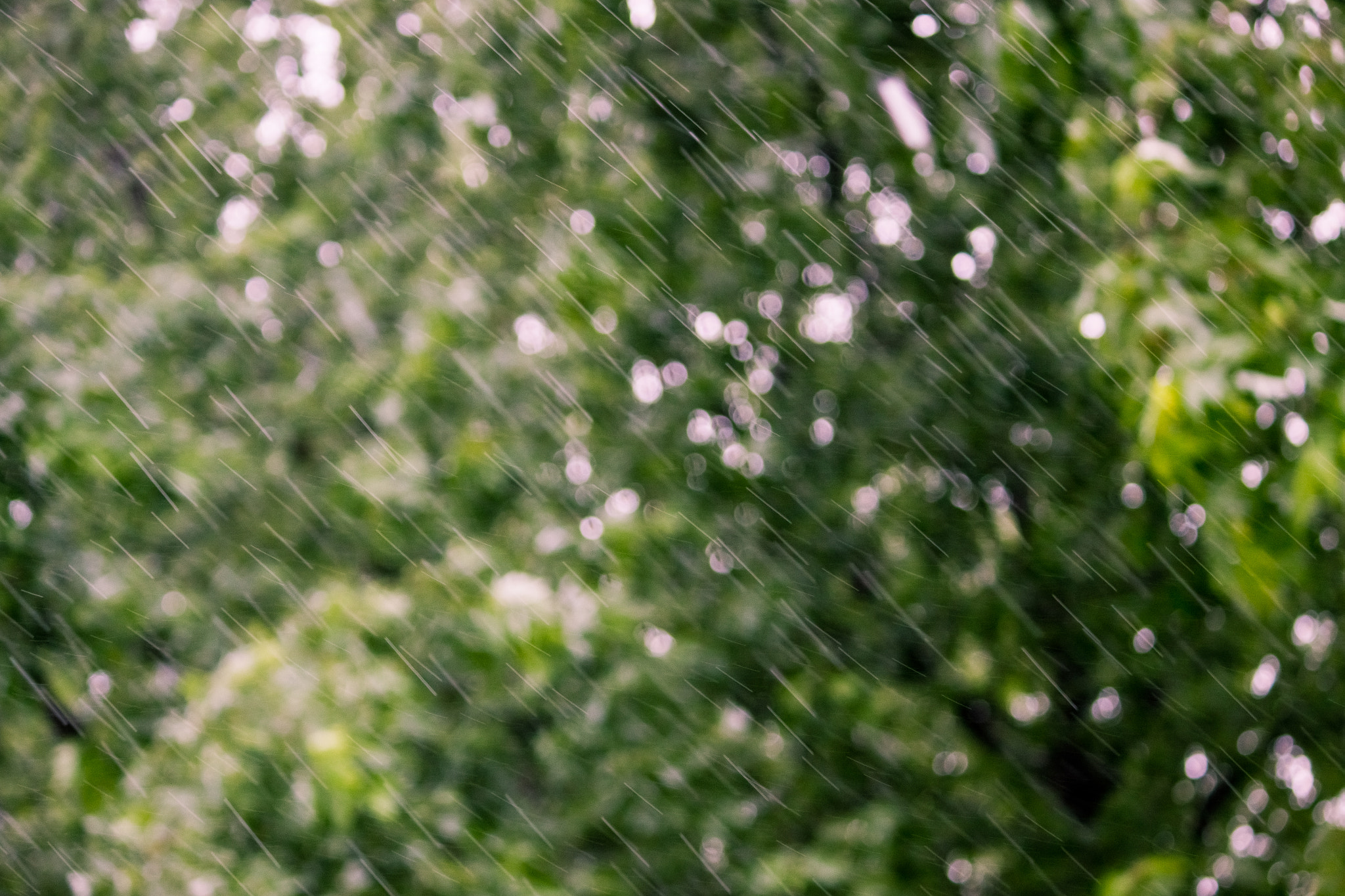 Canon EF-S 55-250mm F4-5.6 IS sample photo. Cruel summer photography