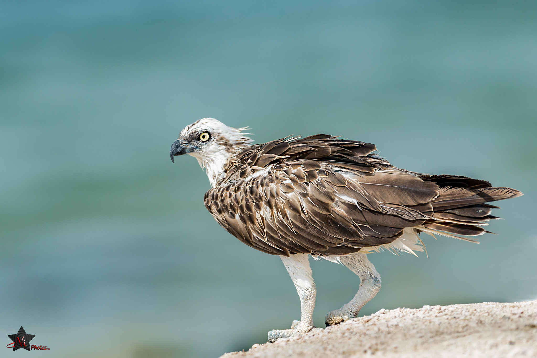 Nikon D5 + Nikon AF-S Nikkor 600mm F4E FL ED VR sample photo. Osprey photography