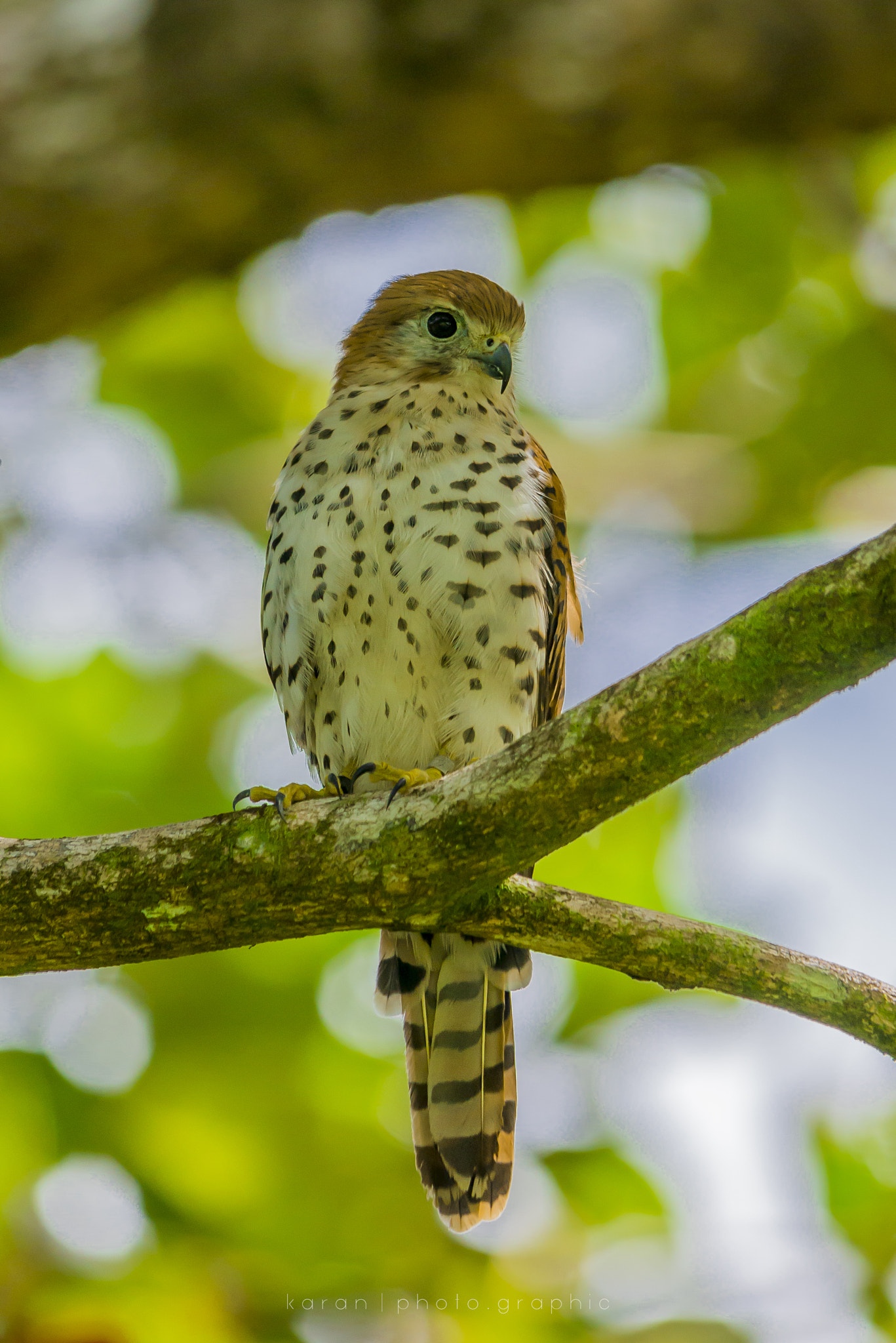 Sigma 150-500mm F5-6.3 DG OS HSM sample photo. Mauritian kestrel photography