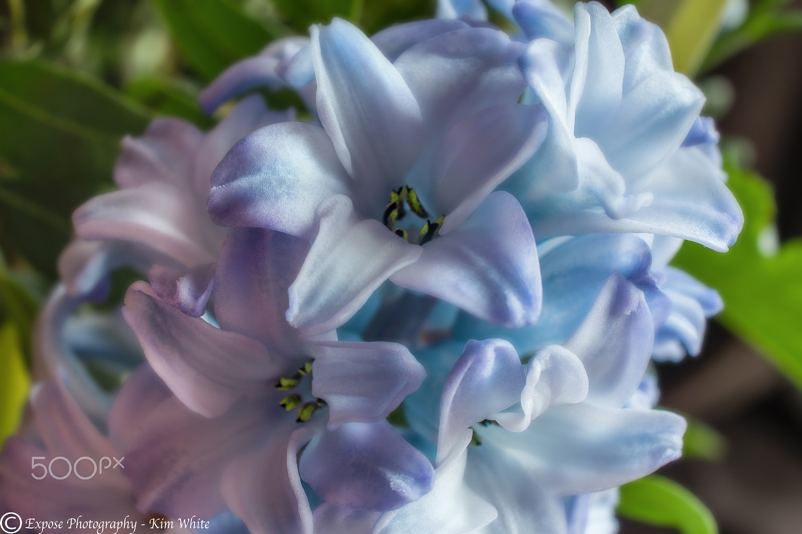 Nikon AF-S DX Micro Nikkor 40mm F2.8 sample photo. Close & clustered photography