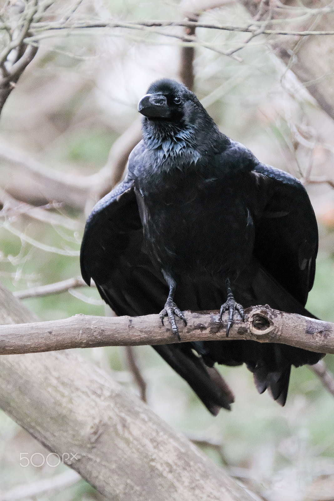 Fujifilm X-T2 + XF100-400mmF4.5-5.6 R LM OIS WR + 1.4x sample photo. Jungle crow photography