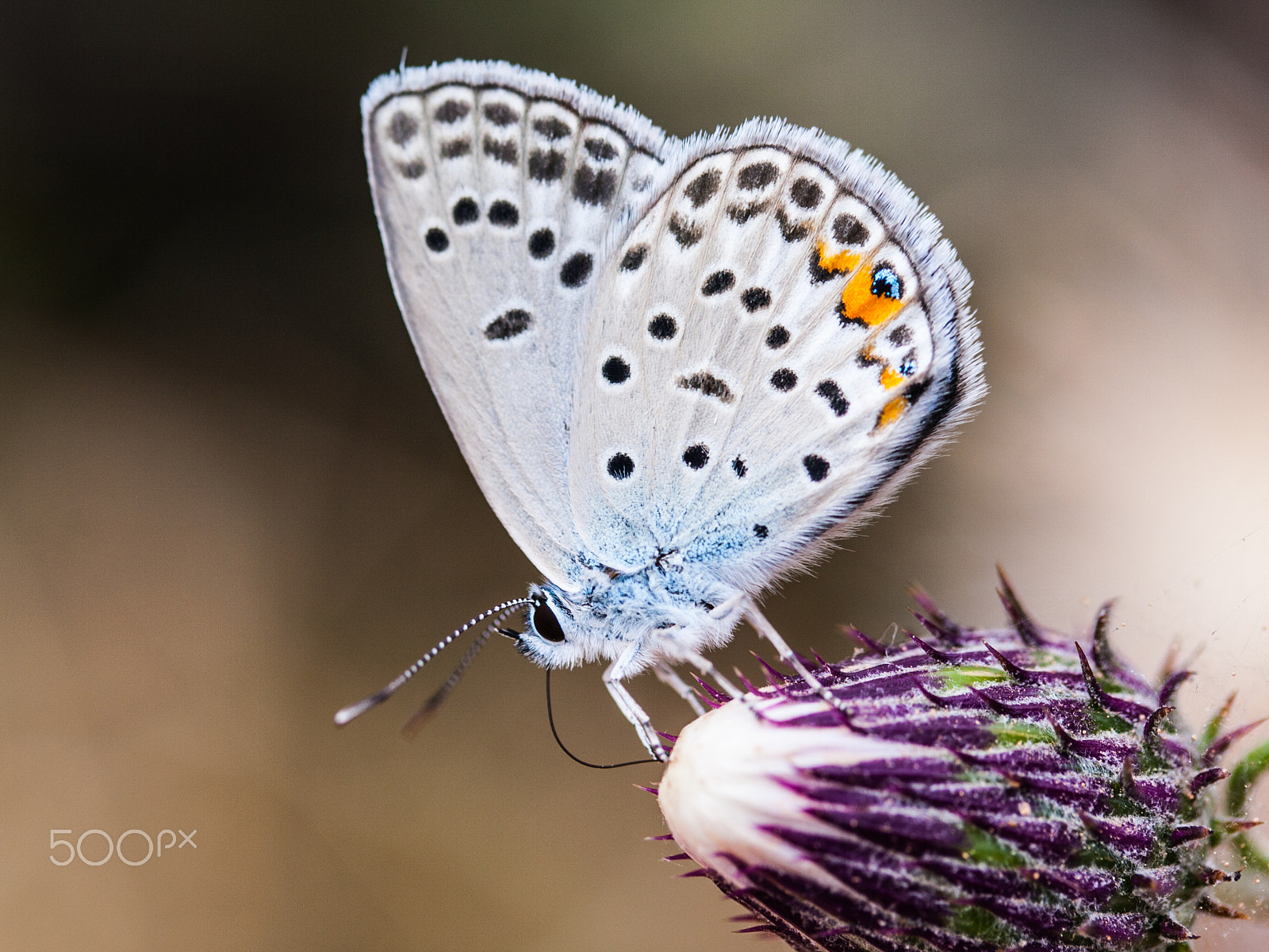 Canon EF-S 60mm F2.8 Macro USM sample photo. White buterfly on flower photography