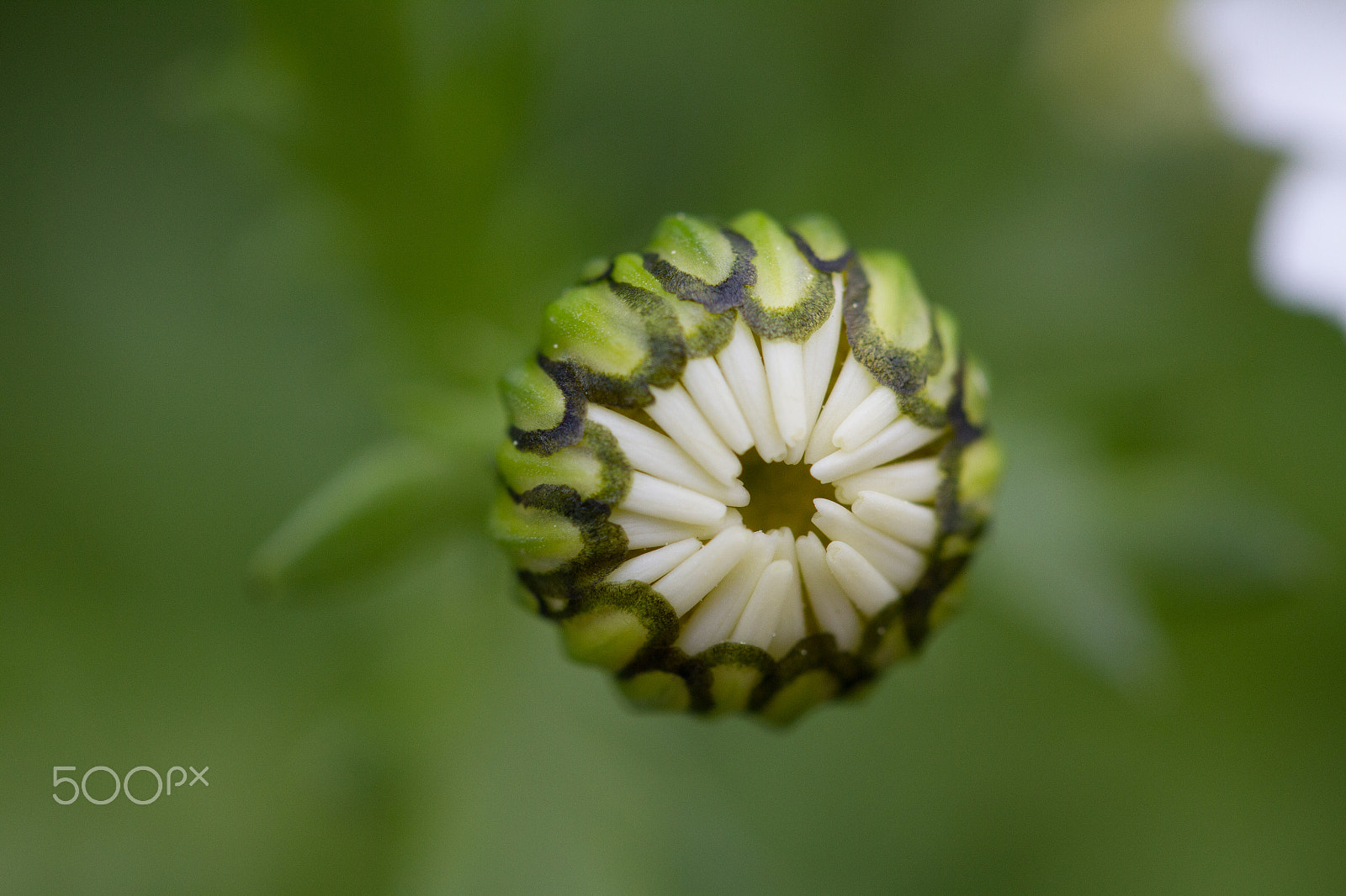 Canon EF-S 60mm F2.8 Macro USM sample photo. Bud of a daisy photography