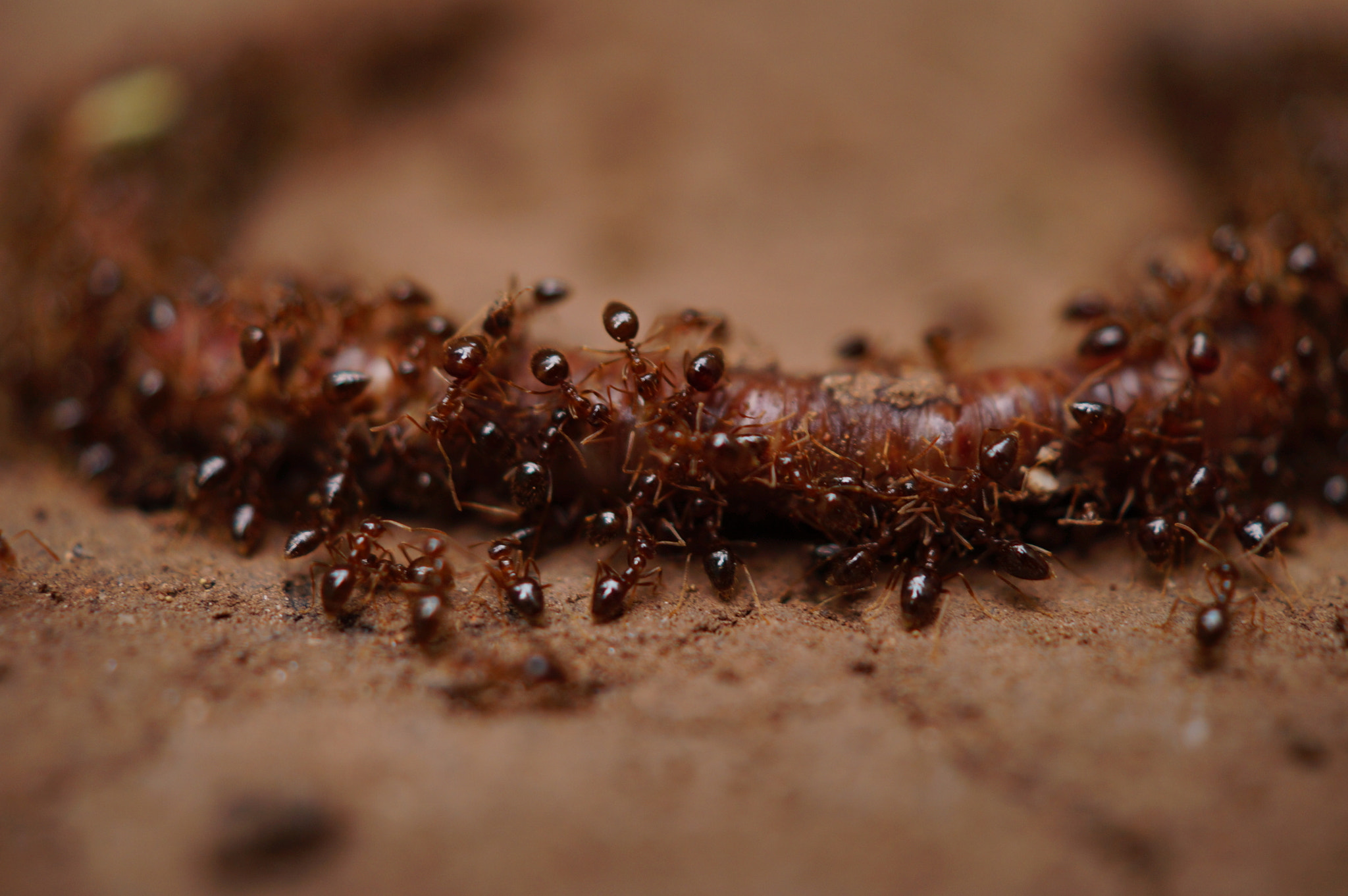 Sony SLT-A37 + Sony DT 30mm F2.8 Macro SAM sample photo. .... photography