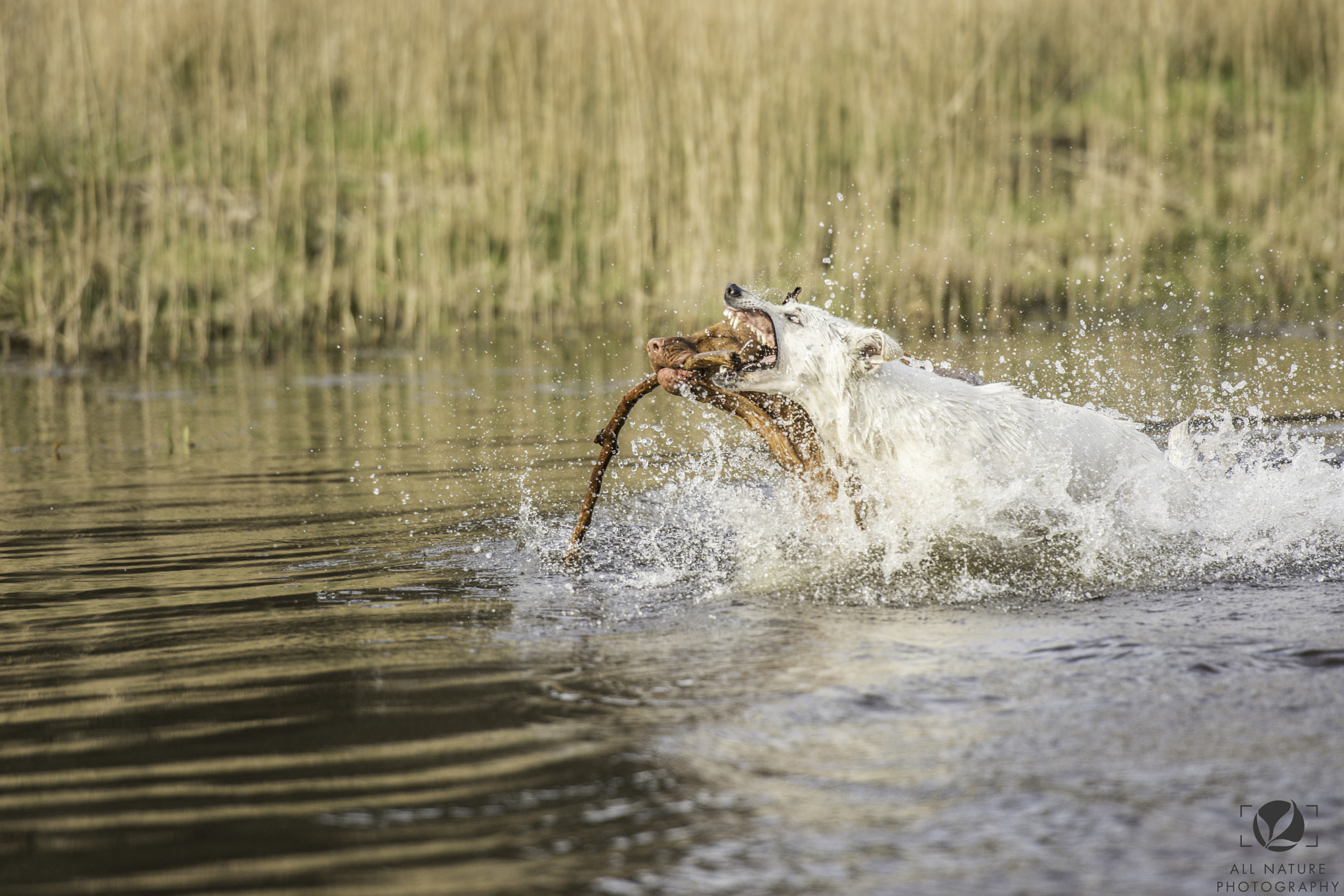 Nikon AF-S Nikkor 70-200mm F2.8G ED VR II sample photo. Jaws 2.0 photography