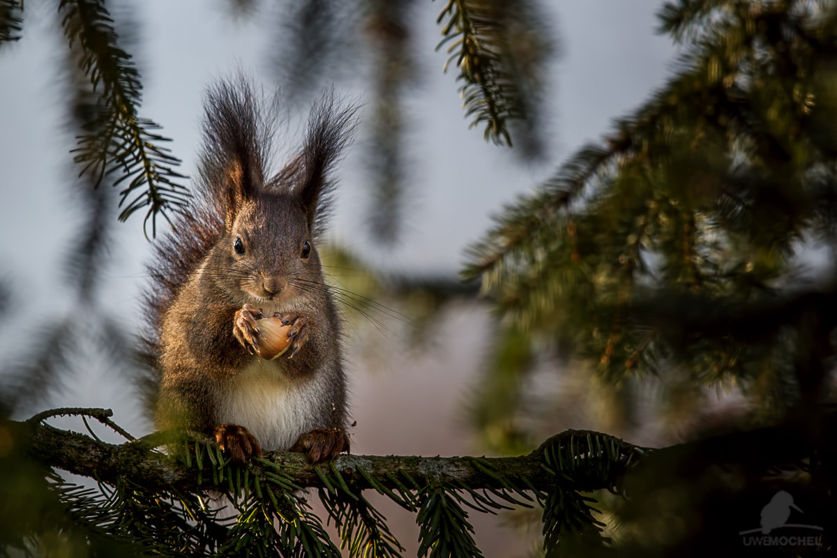 Canon EOS-1D Mark IV sample photo. Écureuil à contre-jour-squirrel in backlight photography