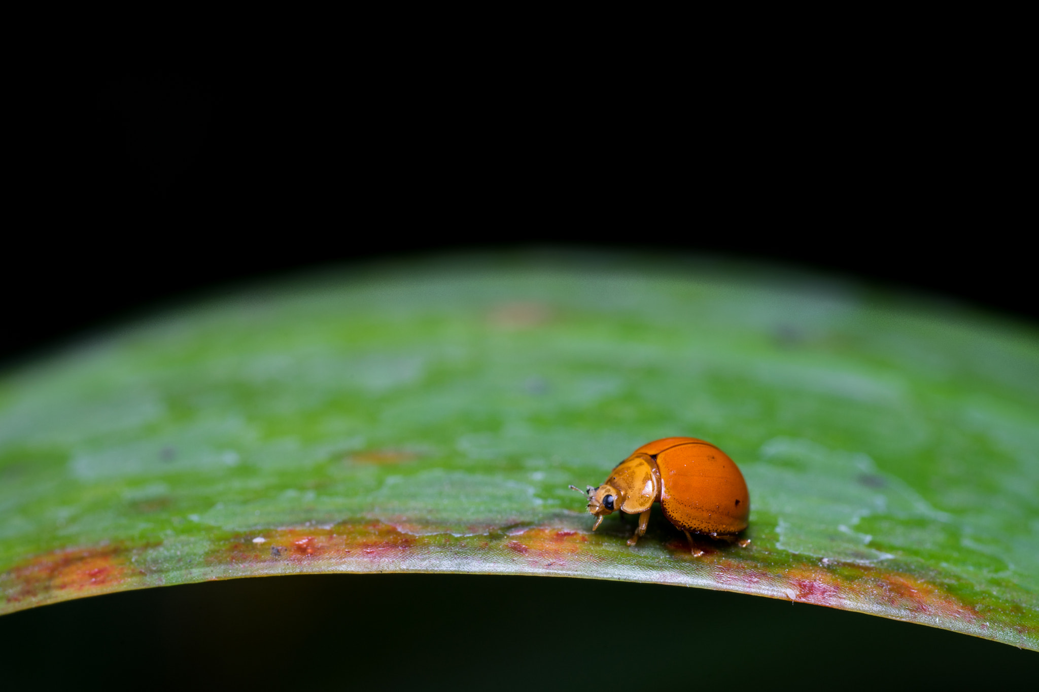 Sony a7 + Sigma 70mm F2.8 EX DG Macro sample photo. _dsc5080-1.jpg photography