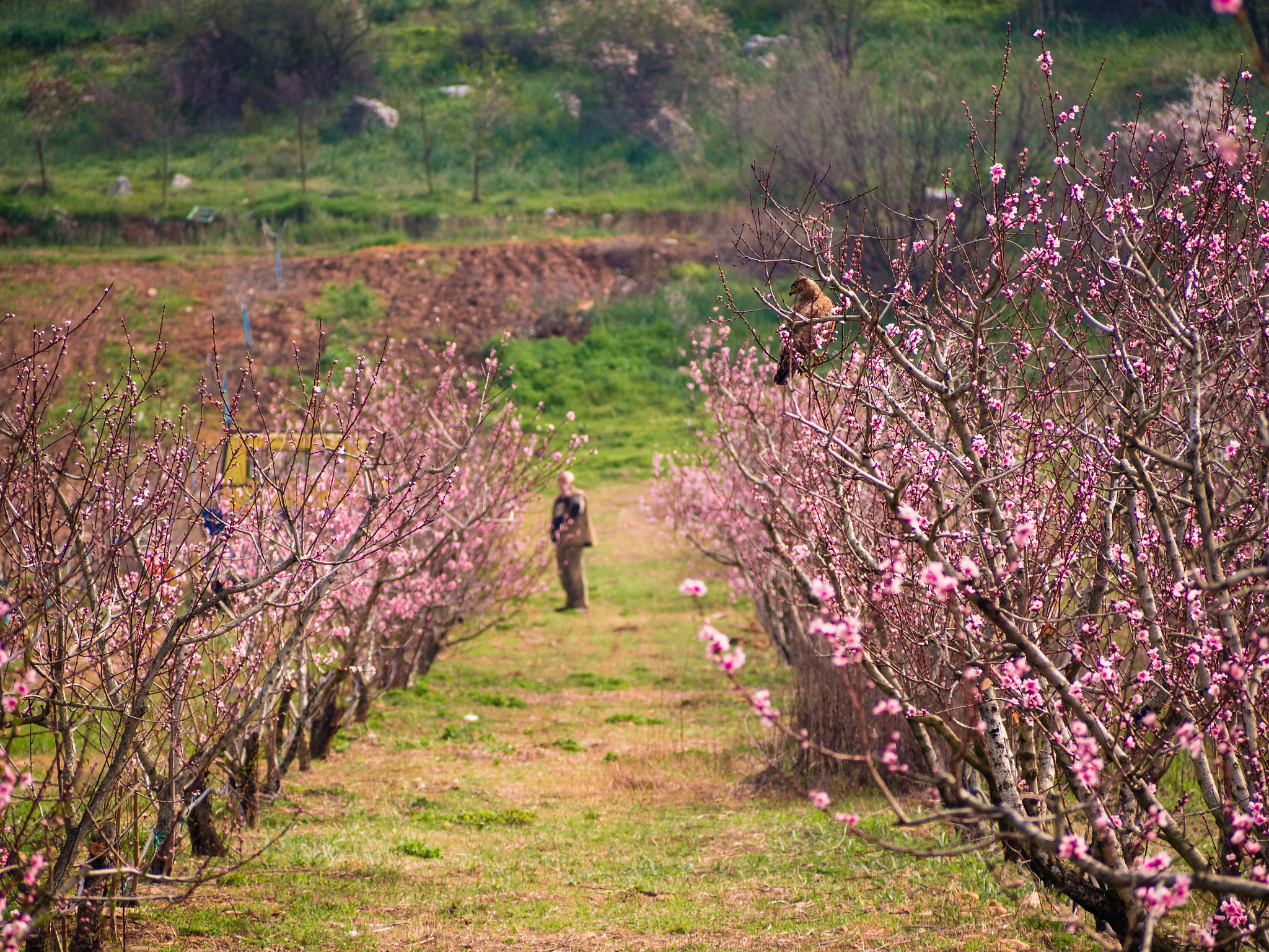 Olympus OM-D E-M10 II sample photo. Spring breaker photography