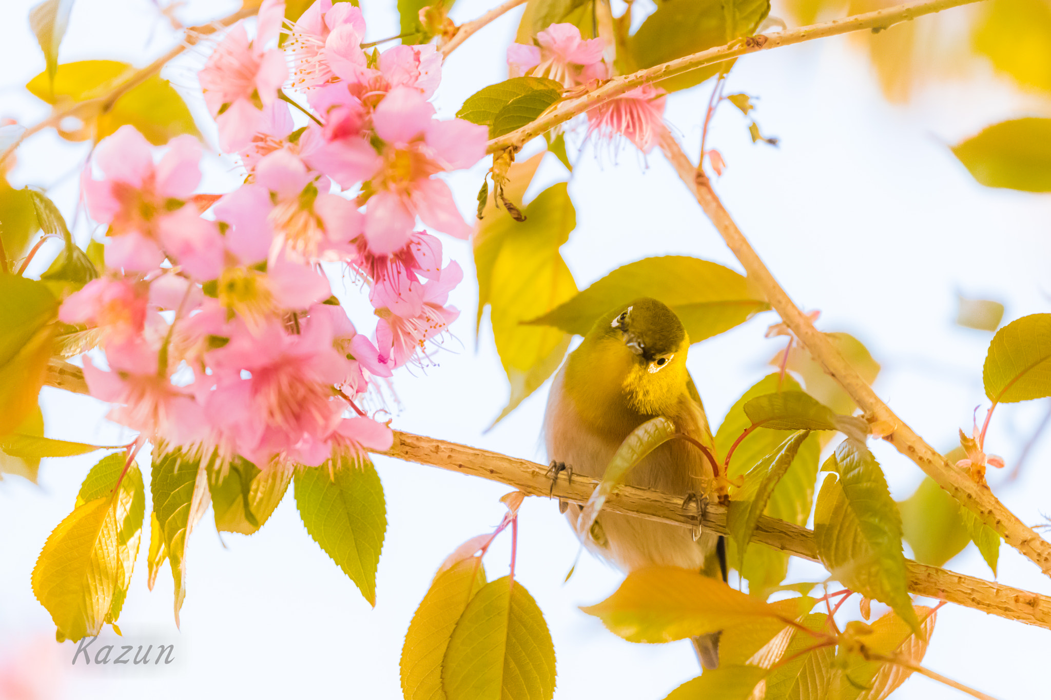 Canon EOS-1D X Mark II sample photo. Hello?? photography