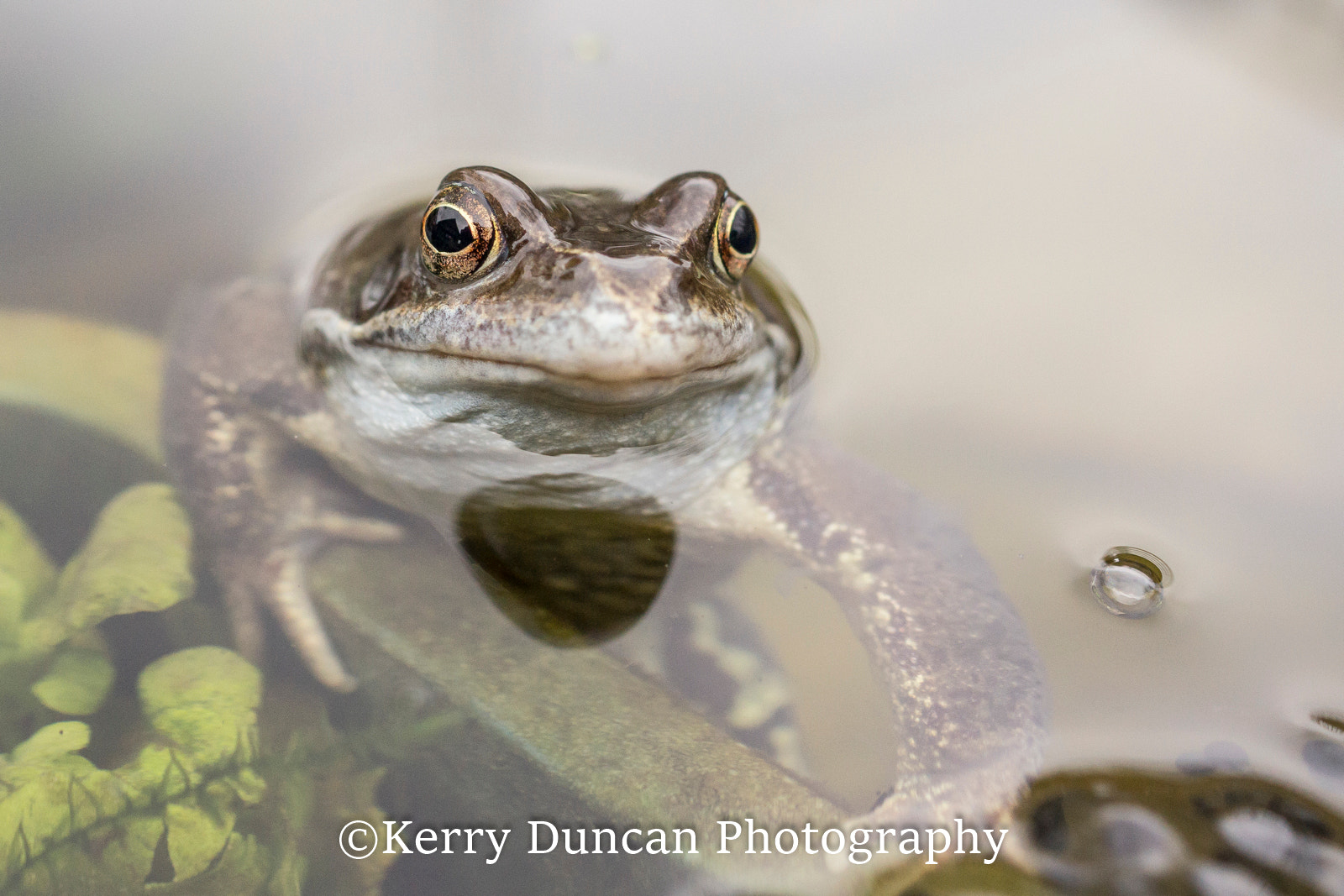 Sony Alpha DSLR-A580 sample photo. It's a frogs life photography