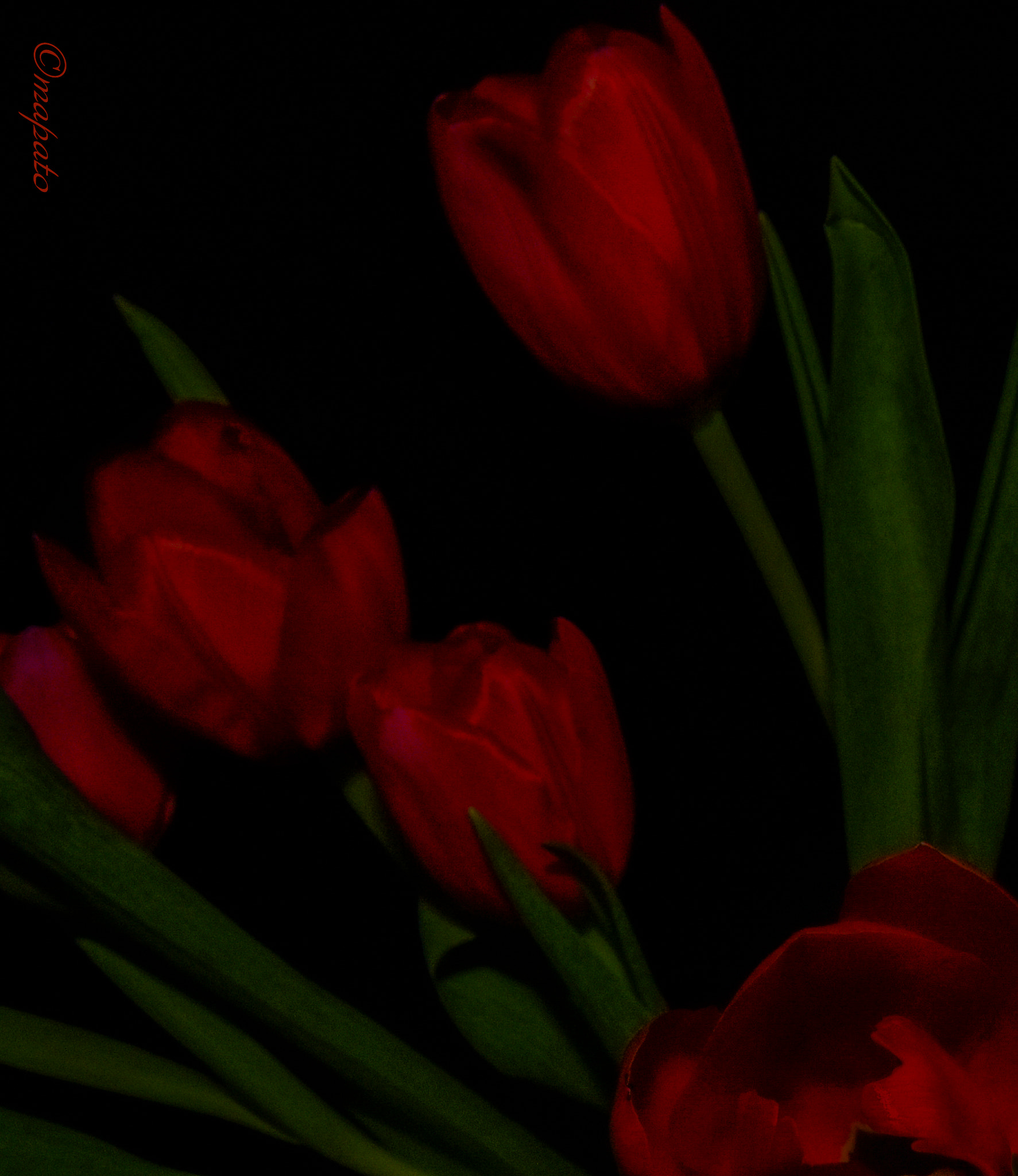 Nikon D7200 sample photo. Leuchtende tulpen ii... photography