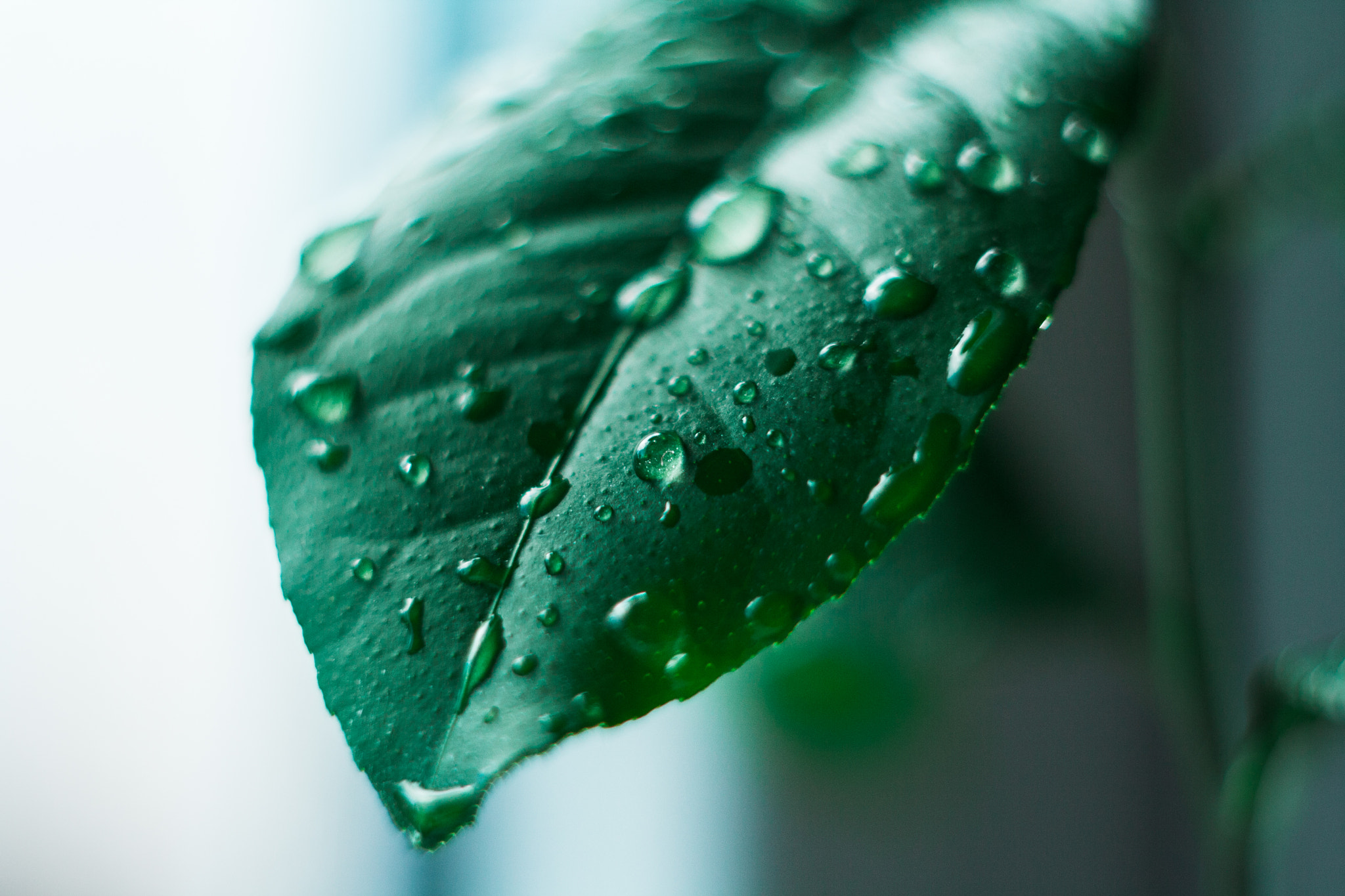 Canon EF 35-80mm f/4-5.6 sample photo. Nature photography
