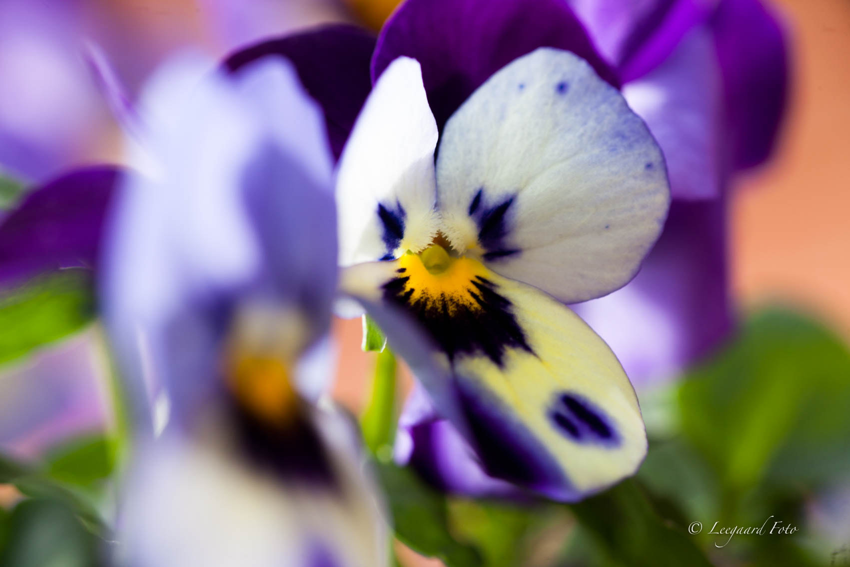 Tamron SP AF 90mm F2.8 Di Macro sample photo. A little pansy photography