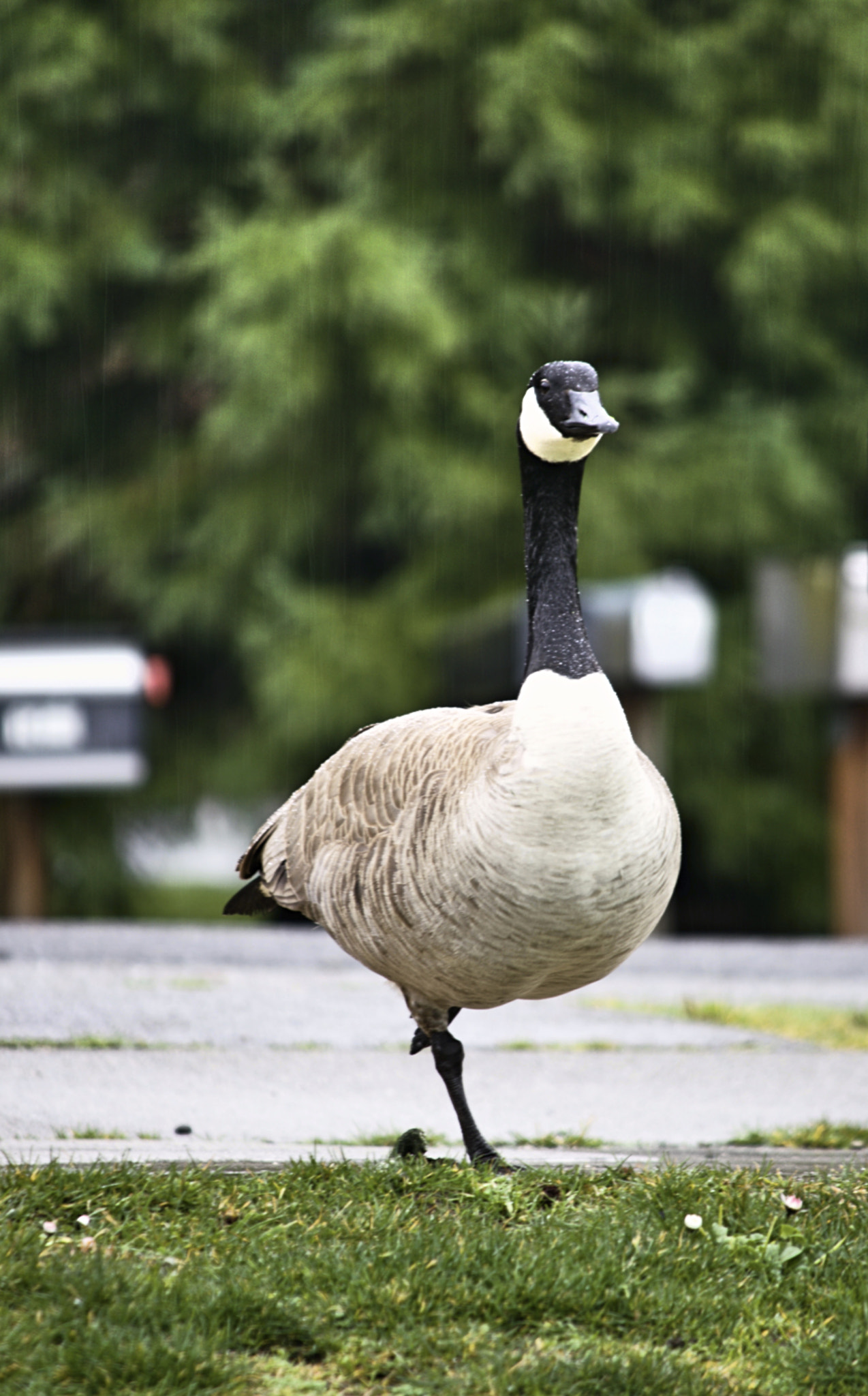 Canon EF-S 55-250mm F4-5.6 IS II sample photo. Goose photography