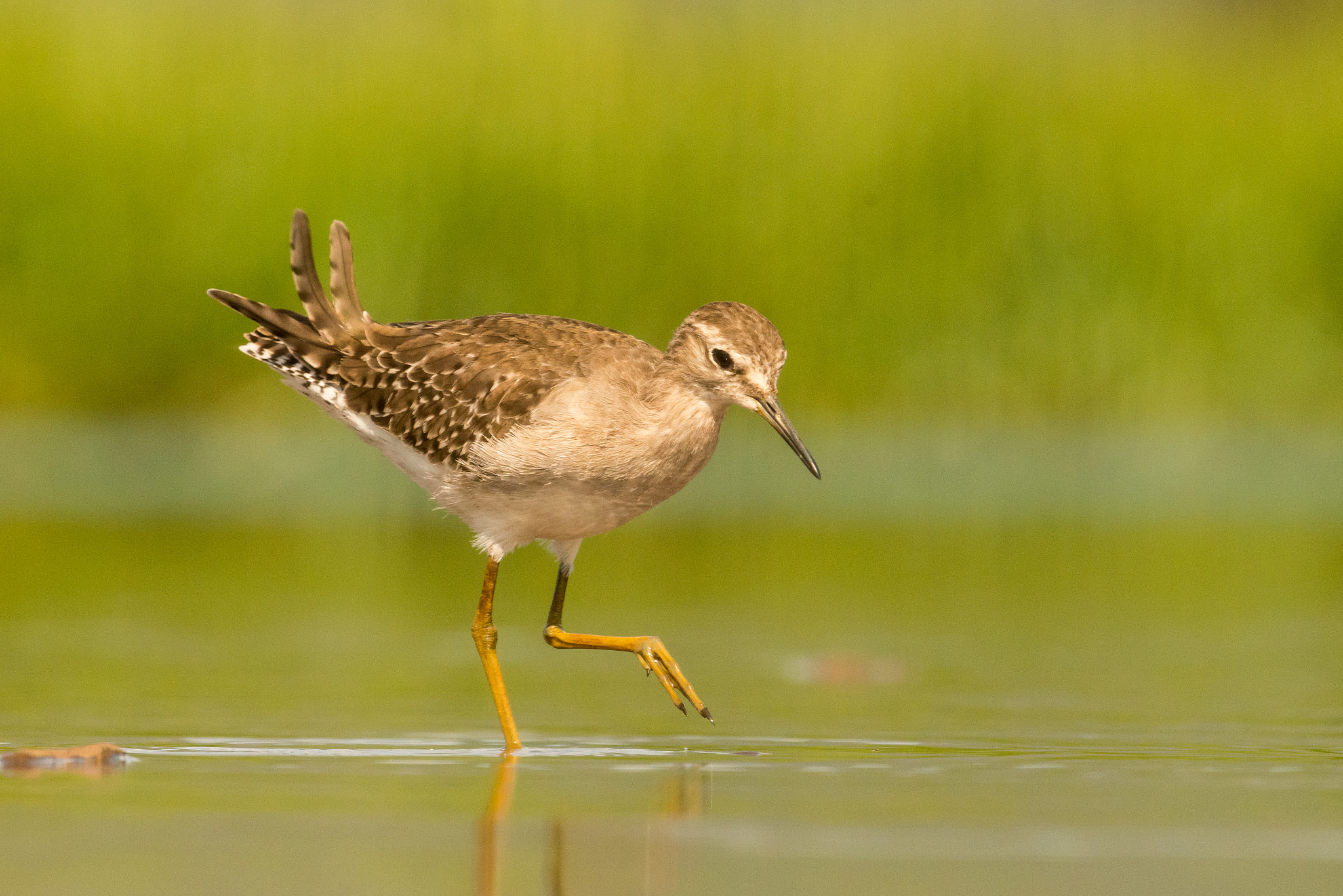 Nikon D800E + Nikon AF-S Nikkor 500mm F4G ED VR sample photo. Sandpiper photography