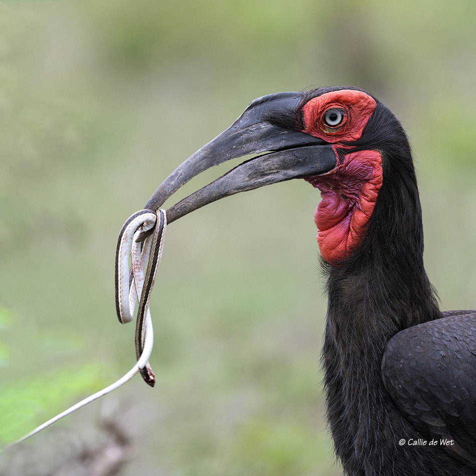 Nikon AF-S Nikkor 600mm F4G ED VR sample photo. Southern ground-hornbill with snake 2/3 photography