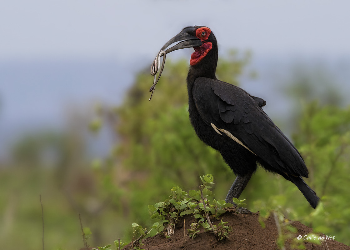 Nikon AF-S Nikkor 600mm F4G ED VR sample photo. Southern ground-hornbill with snake 1/3 photography