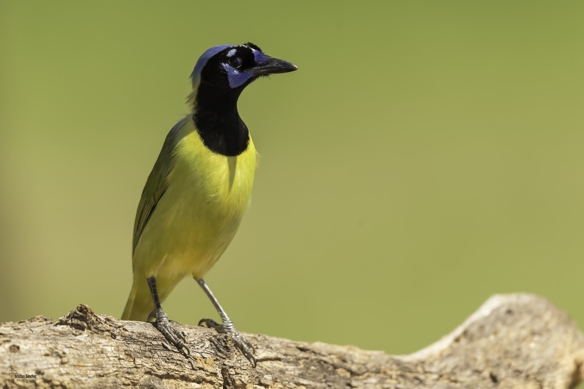 Nikon AF-S Nikkor 600mm F4G ED VR sample photo. Green jay photography