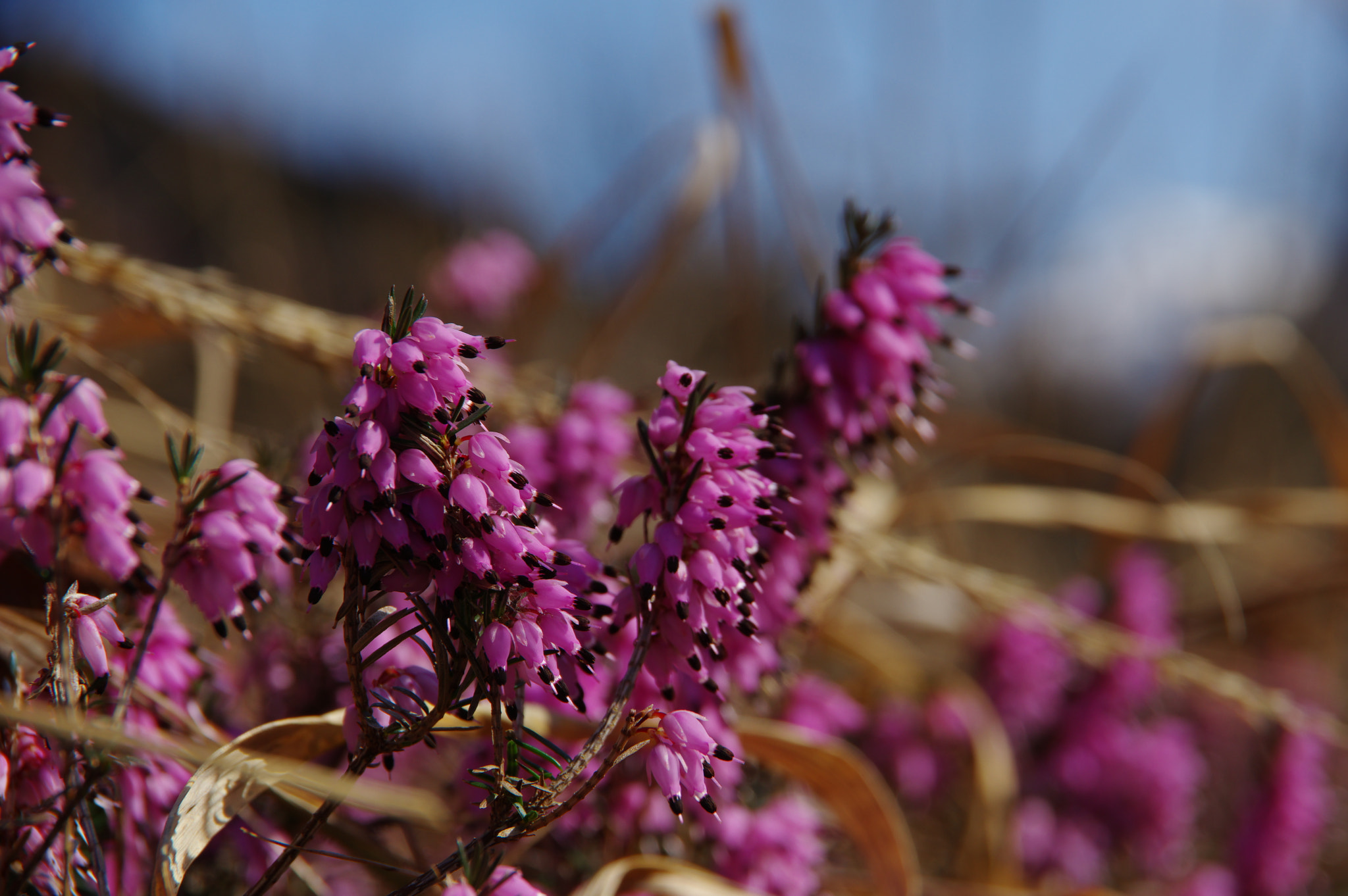 Pentax K-3 II sample photo