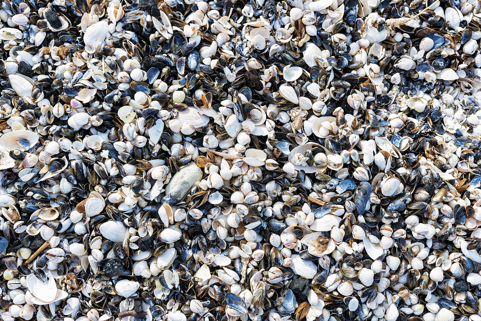 Nikon D800 + Sigma 35mm F1.4 DG HSM Art sample photo. Background with sea shells. photography