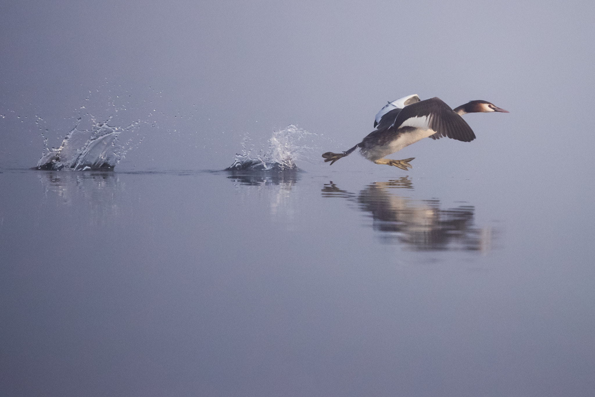 Canon EF 500mm F4L IS II USM sample photo. Great crested grebe photography
