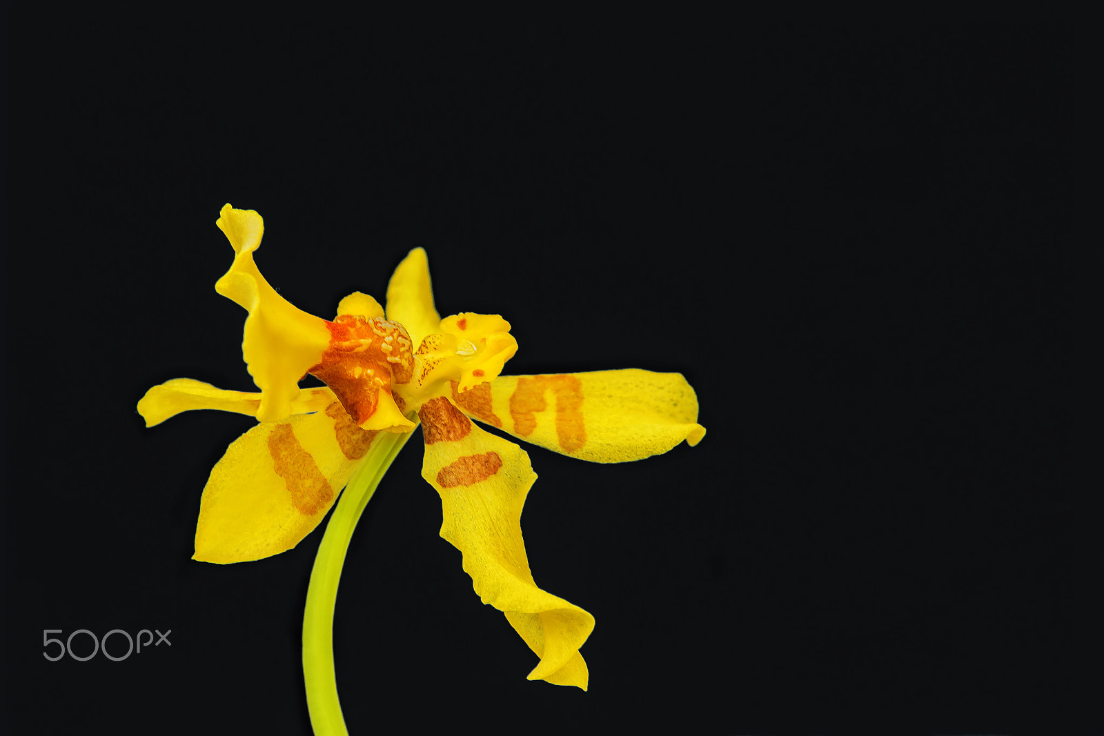 Canon EOS 700D (EOS Rebel T5i / EOS Kiss X7i) sample photo. Orquídea amarilla photography