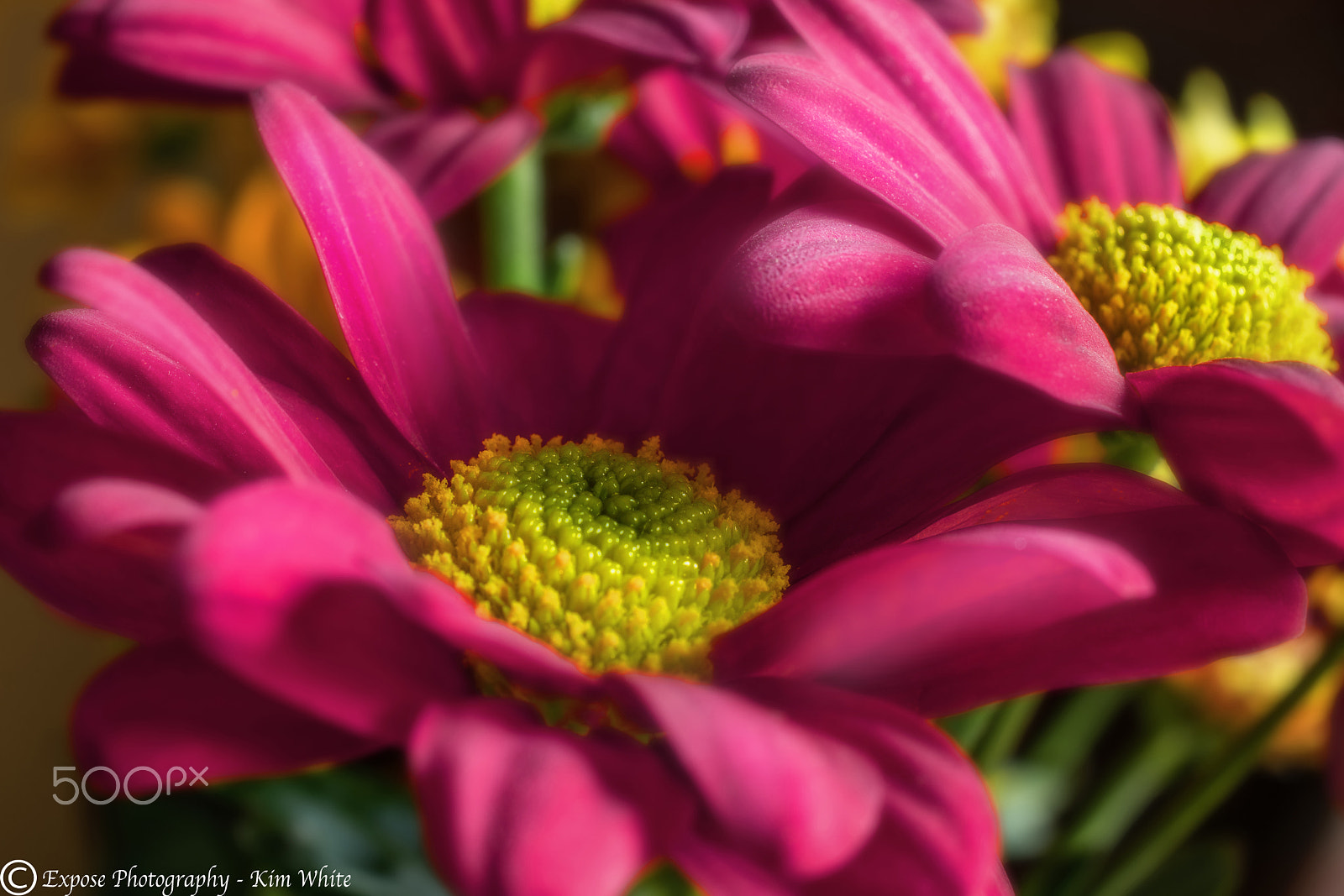 Nikon AF-S DX Micro Nikkor 40mm F2.8 sample photo. For your pleasure photography