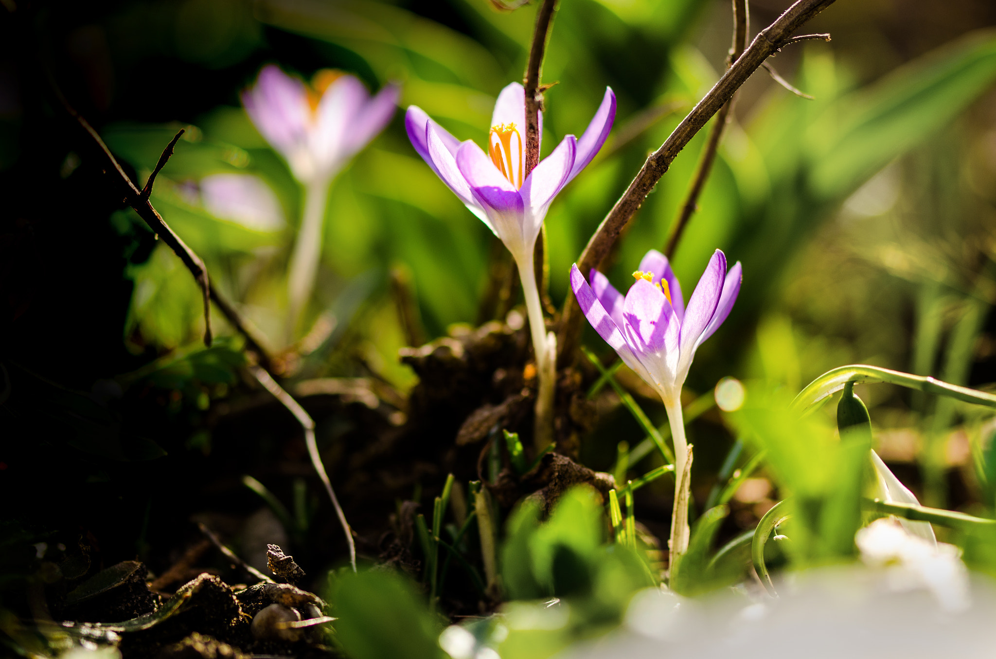 Sigma 105mm F2.8 EX DG OS HSM sample photo. Crocus photography