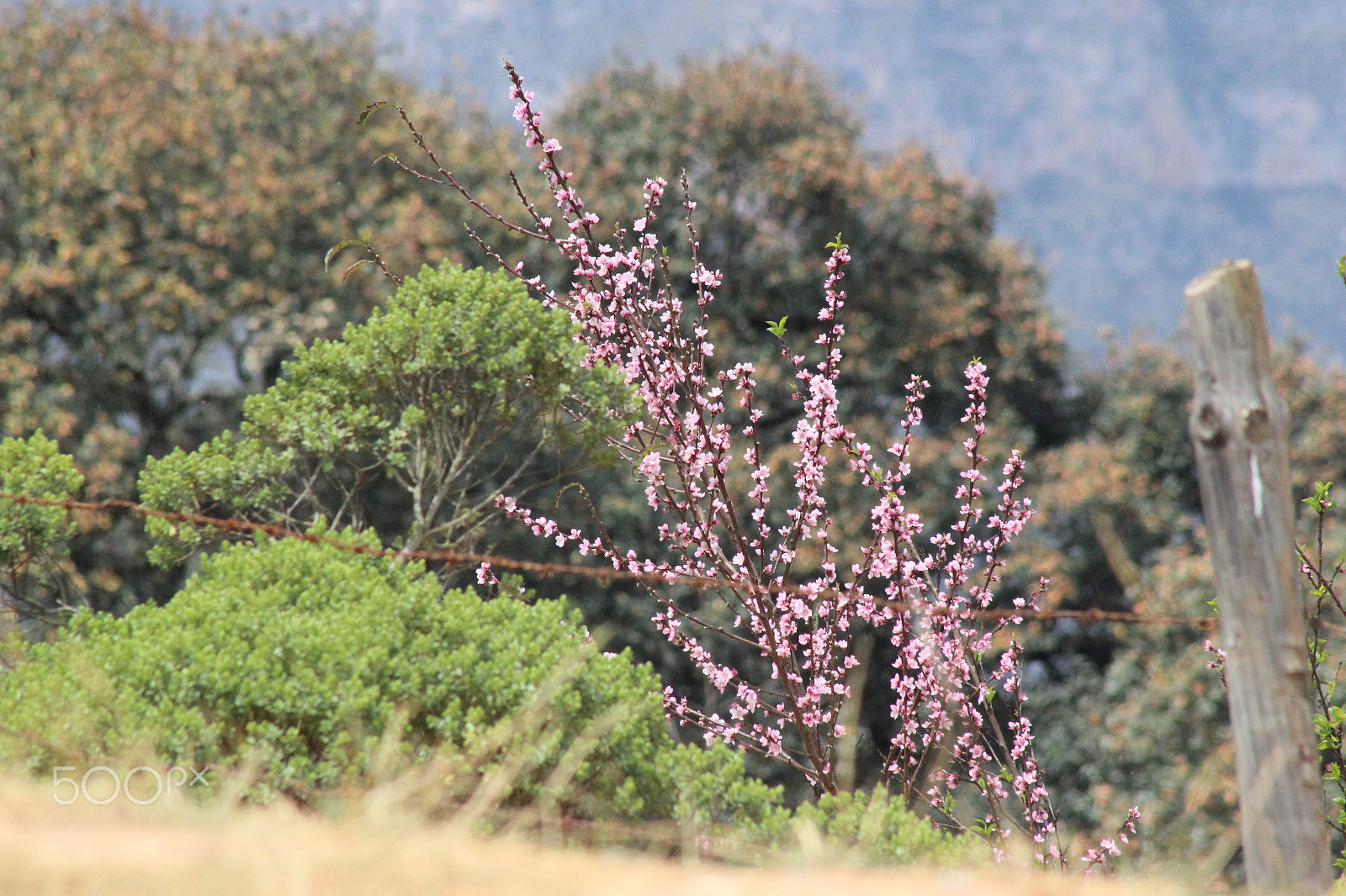 Canon EOS 600D (Rebel EOS T3i / EOS Kiss X5) + EF75-300mm f/4-5.6 sample photo. Pink flowers. photography
