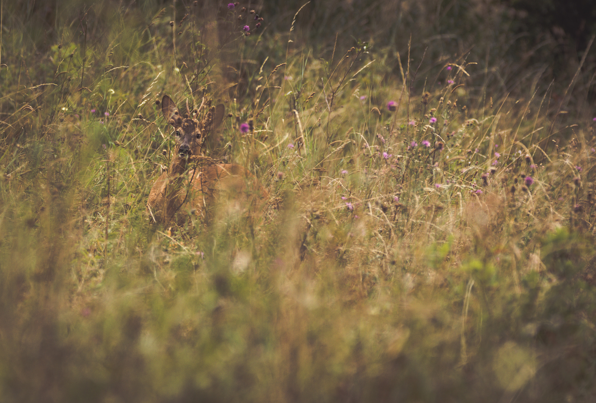 Nikon D7100 + Sigma 150-600mm F5-6.3 DG OS HSM | C sample photo. Perfectly camouflaged buck photography