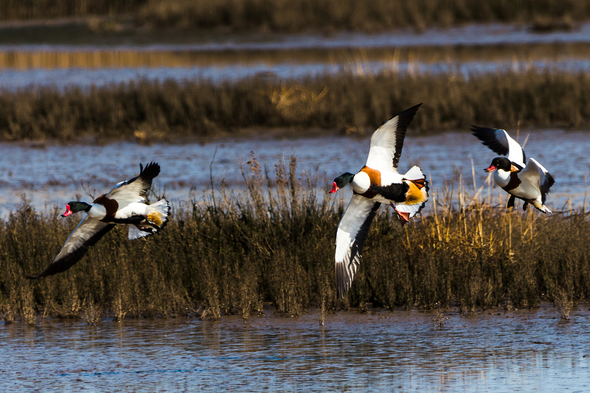 150-600mm F5-6.3 DG OS HSM | Contemporary 015 sample photo. Shelducks in flight photography