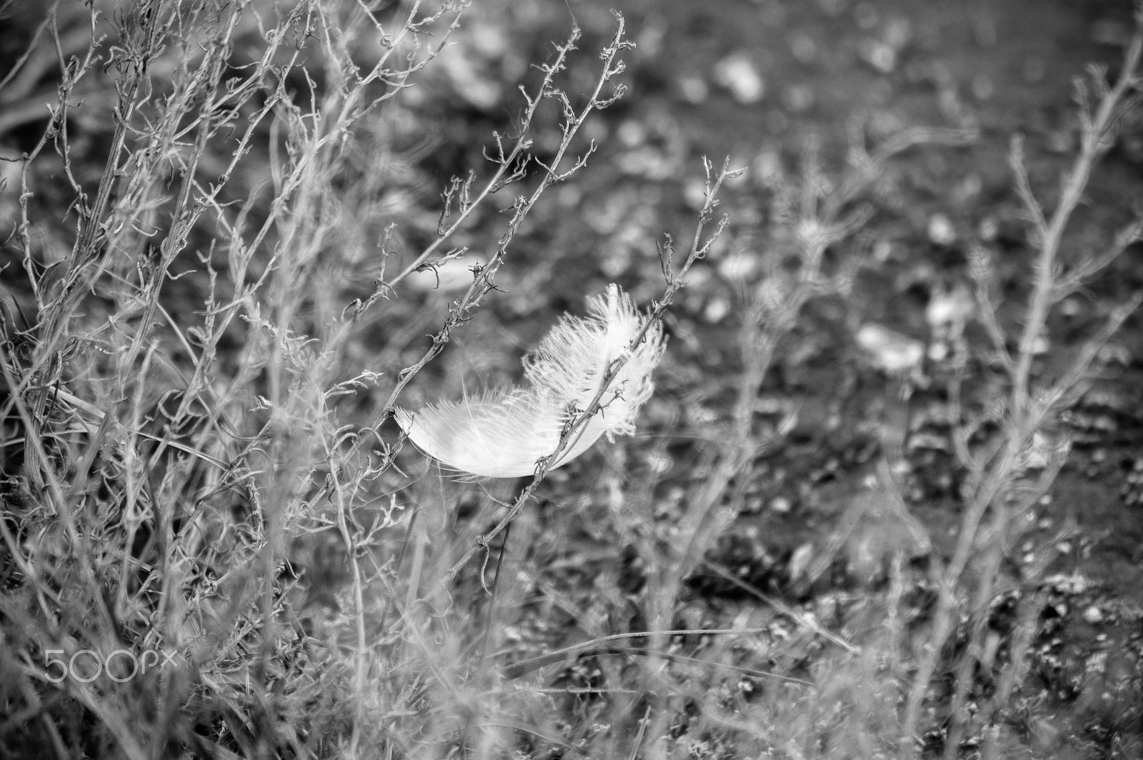 Tamron AF 70-300mm F4-5.6 LD Macro 1:2 sample photo. Feather in the grass photography
