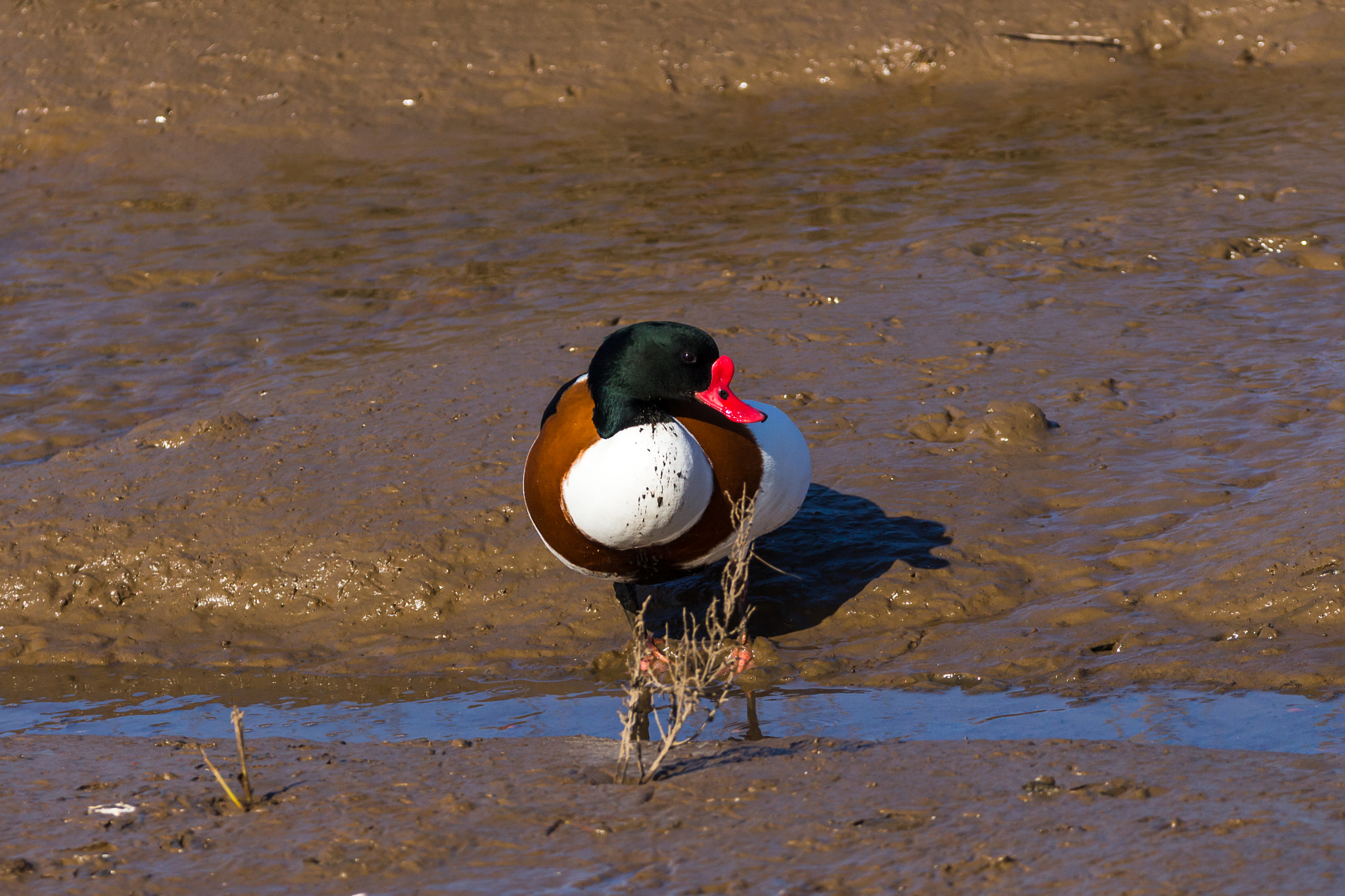 150-600mm F5-6.3 DG OS HSM | Contemporary 015 sample photo. Shelduck photography
