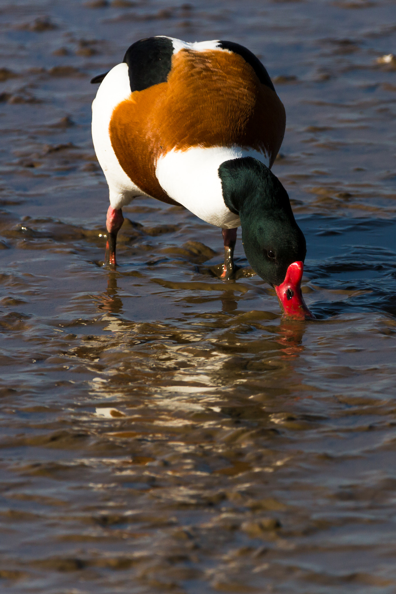 Canon EOS 700D (EOS Rebel T5i / EOS Kiss X7i) + 150-600mm F5-6.3 DG OS HSM | Contemporary 015 sample photo. Shelduck sifting the mud photography