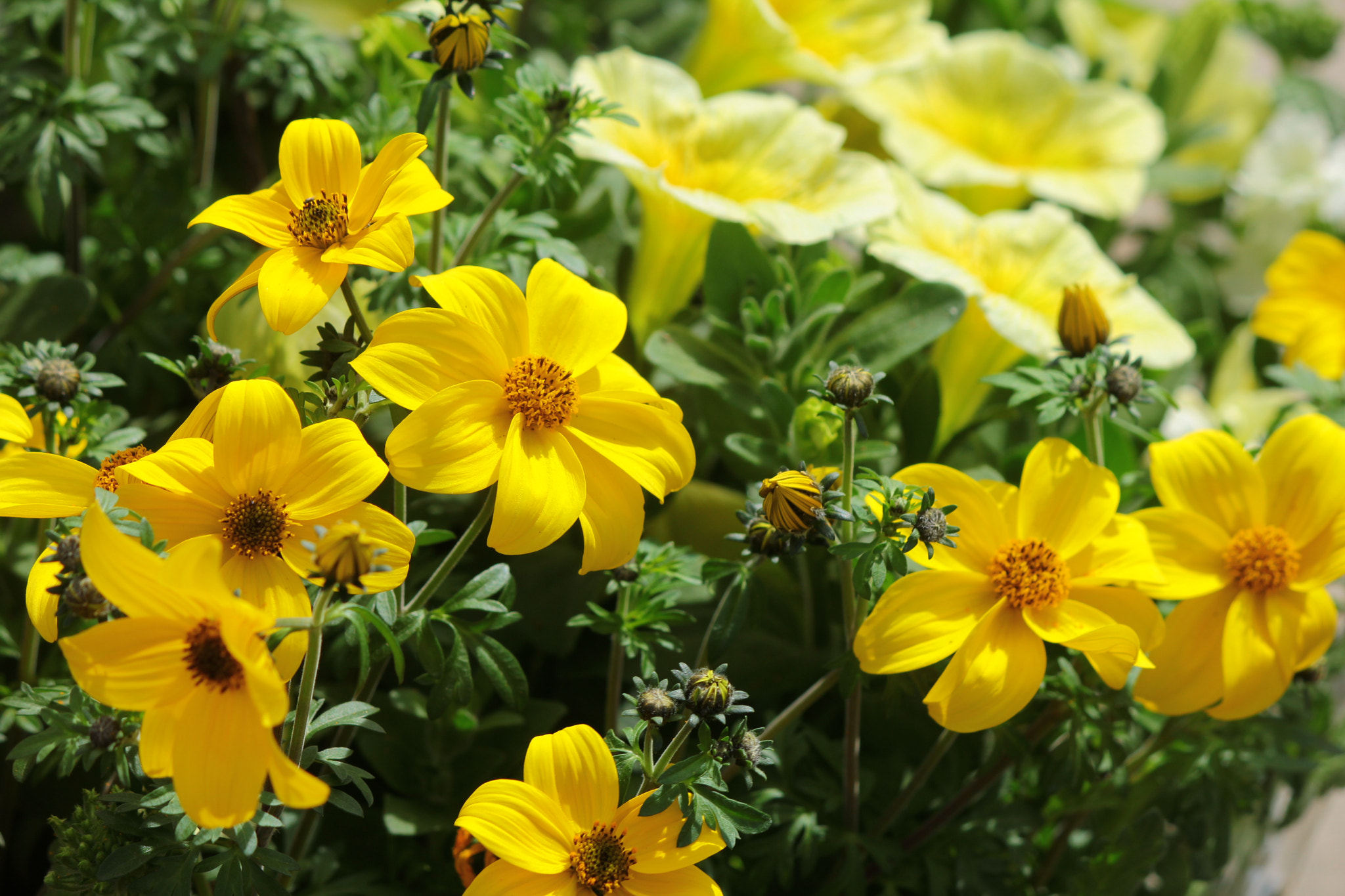 Canon EOS 550D (EOS Rebel T2i / EOS Kiss X4) sample photo. A basket full of yellow photography