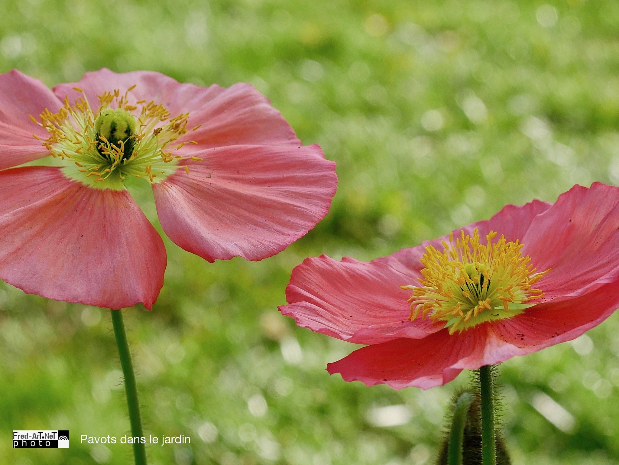 Panasonic DMC-G70 + Panasonic Lumix G Macro 30mm F2.8 ASPH Mega OIS sample photo. Pavots dans le jardin photography