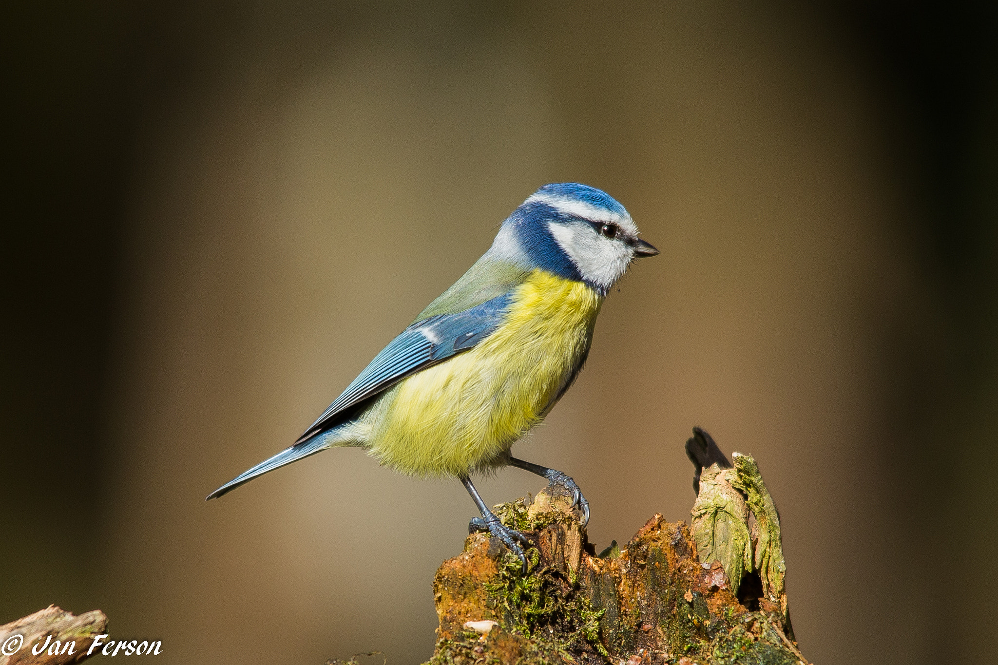 Canon EOS 6D + Sigma 150-500mm F5-6.3 DG OS HSM sample photo. Blue tit photography