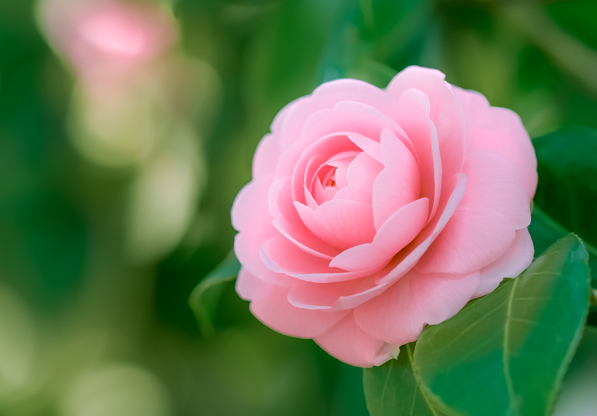 Fujifilm X-T2 + Fujifilm XF 90mm F2 R LM WR sample photo. Flower photography